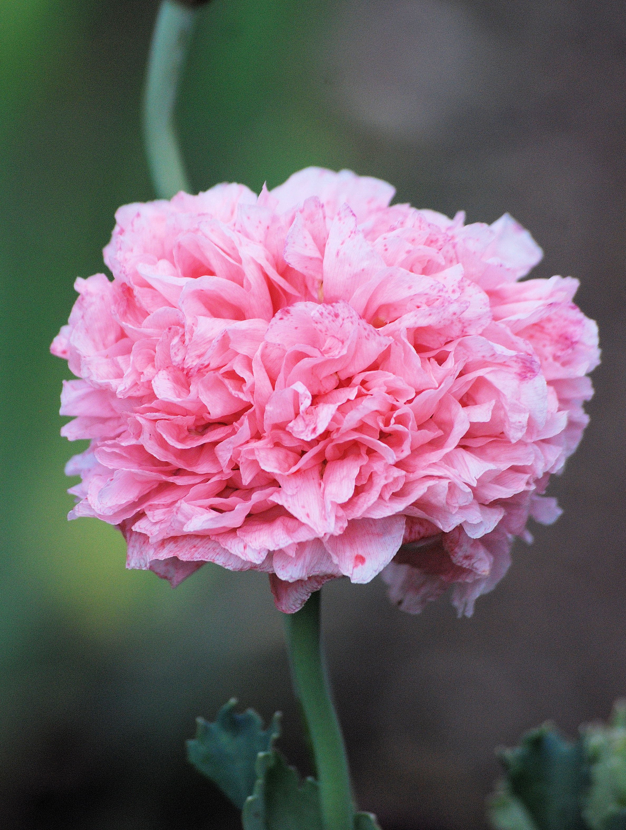 Free photo A lush pink flower