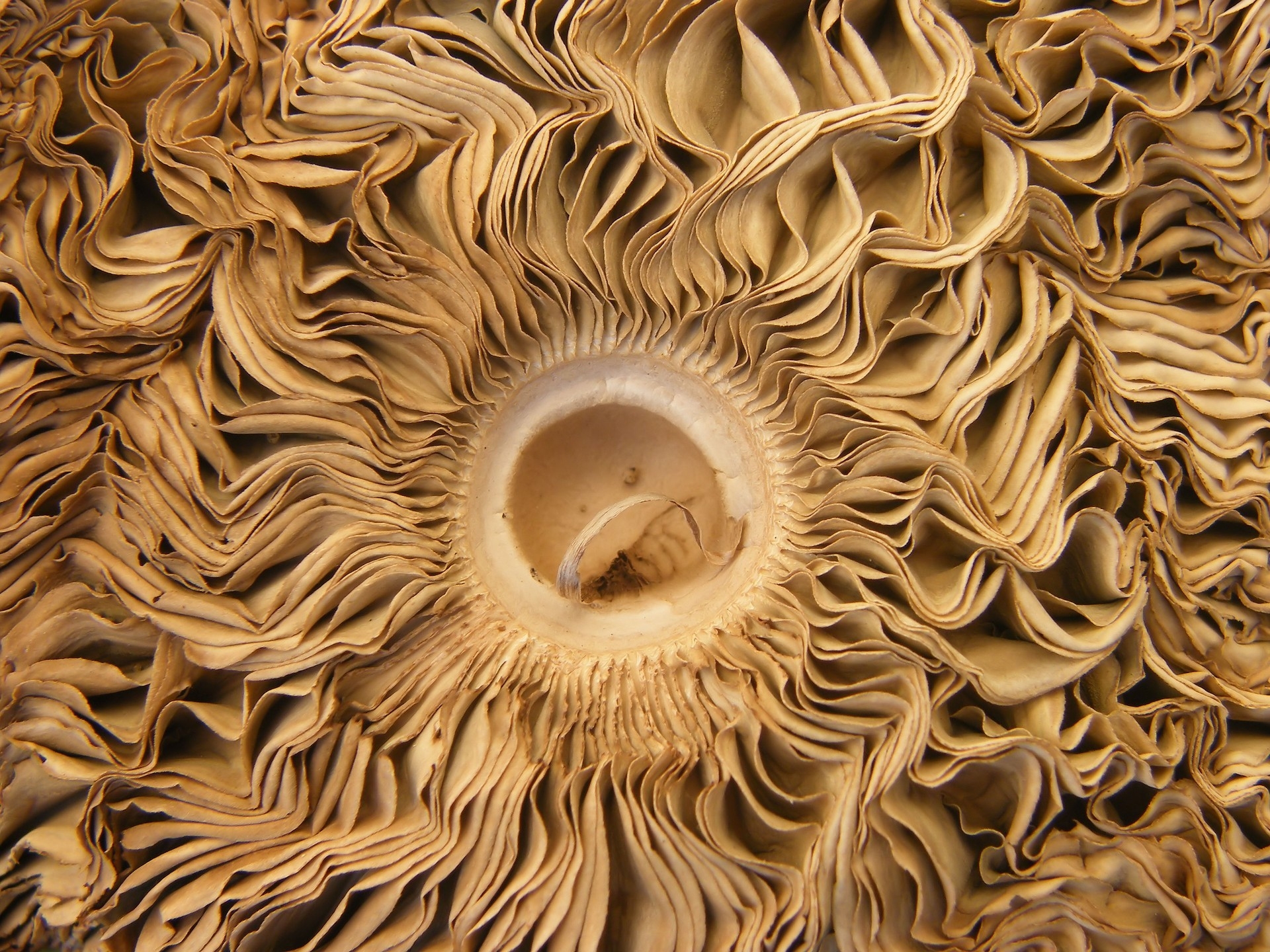 桌面上的壁纸蘑菇 内部 米黄色