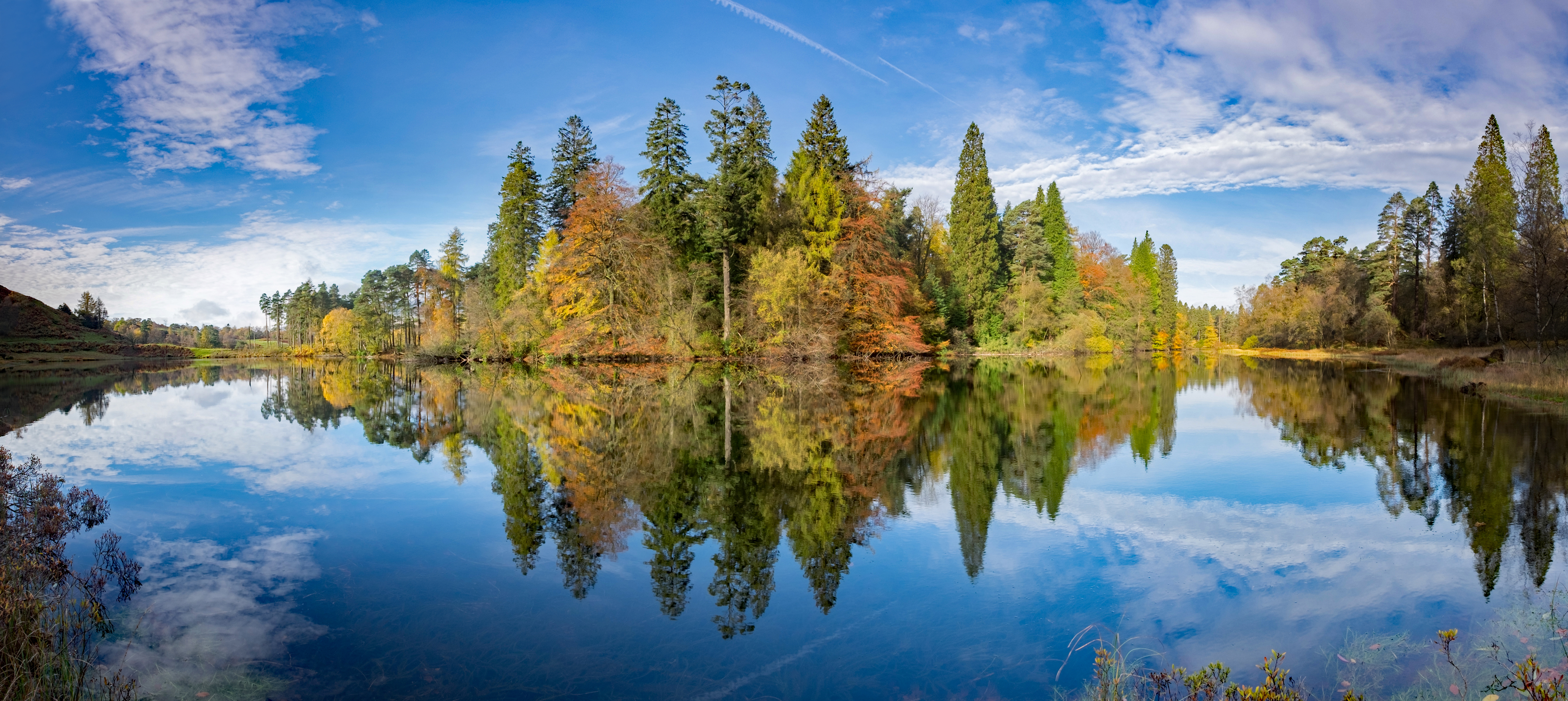 Wallpapers trees panorama forest on the desktop