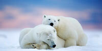 Два белых медведя в Арктике греются друг о друга