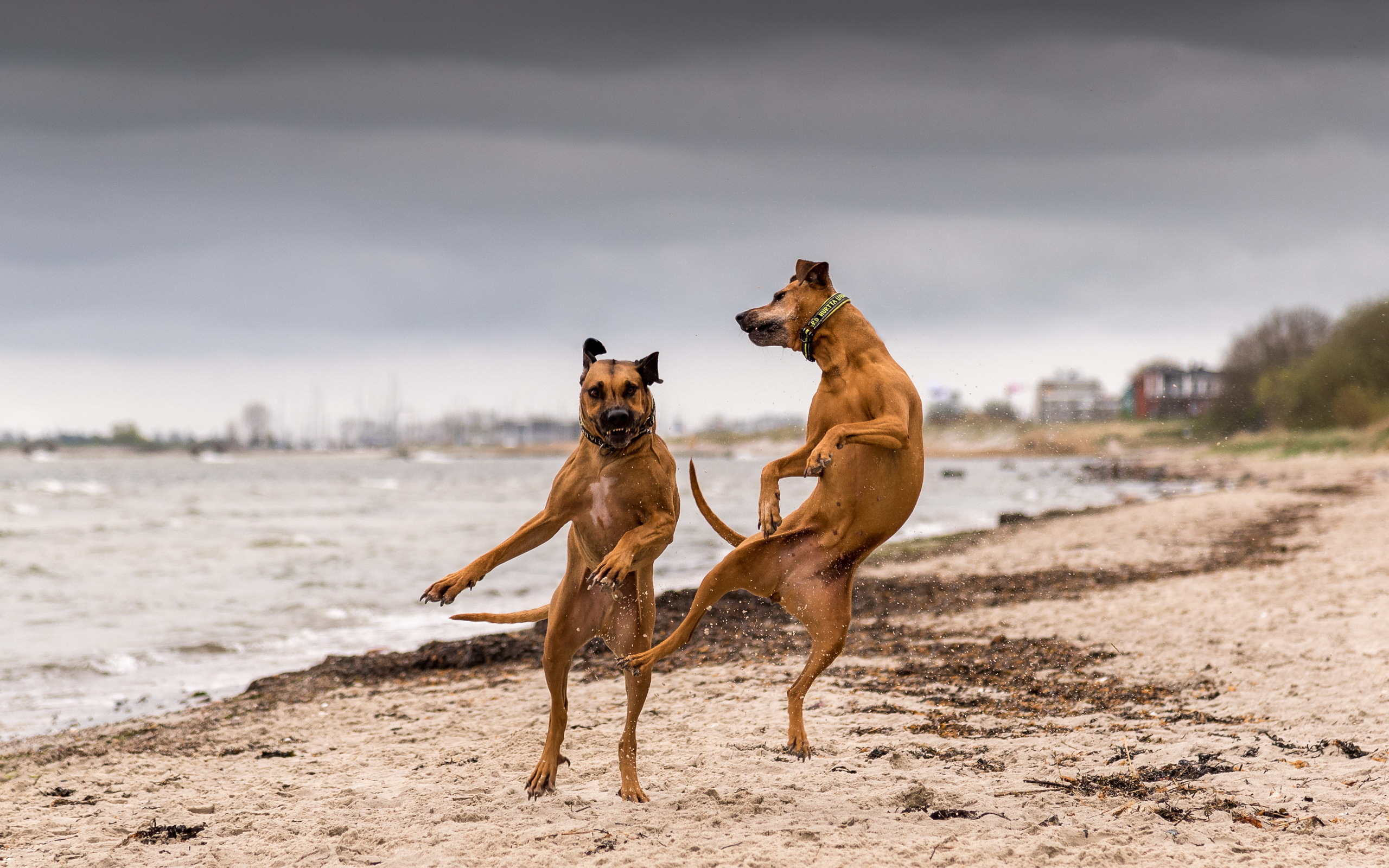 Wallpapers Dog game beach on the desktop