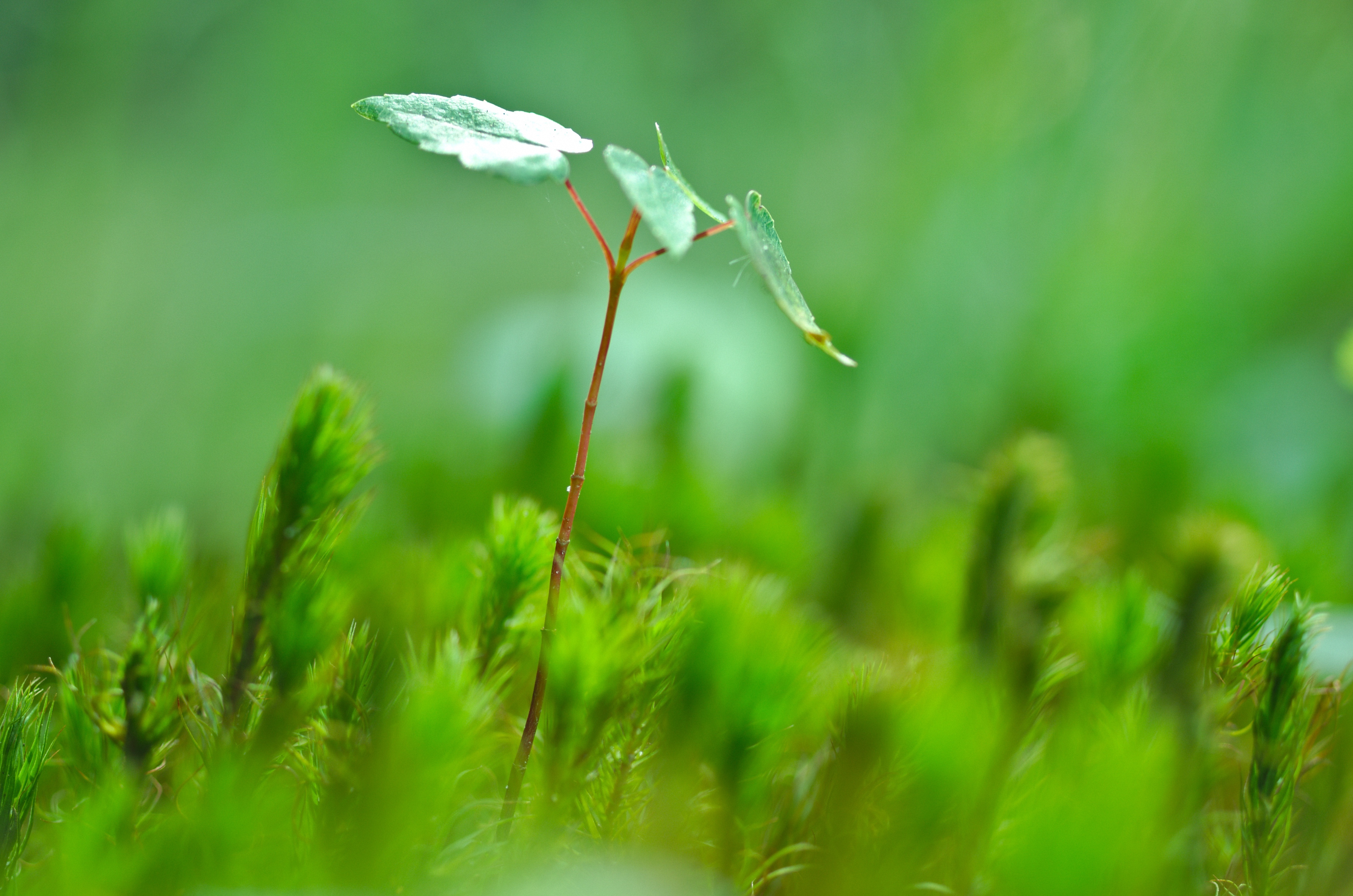 Free photo Low-growing plants with a green color