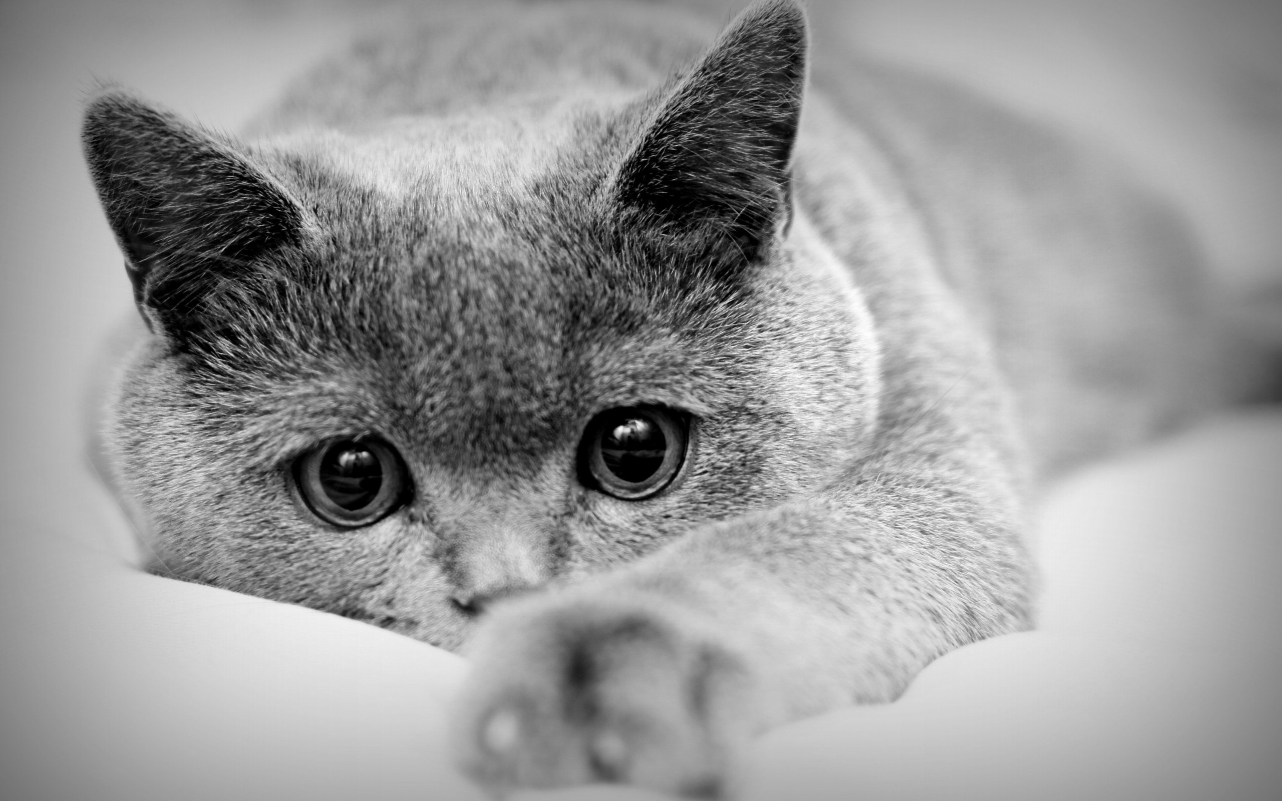 单色照片上的灰猫