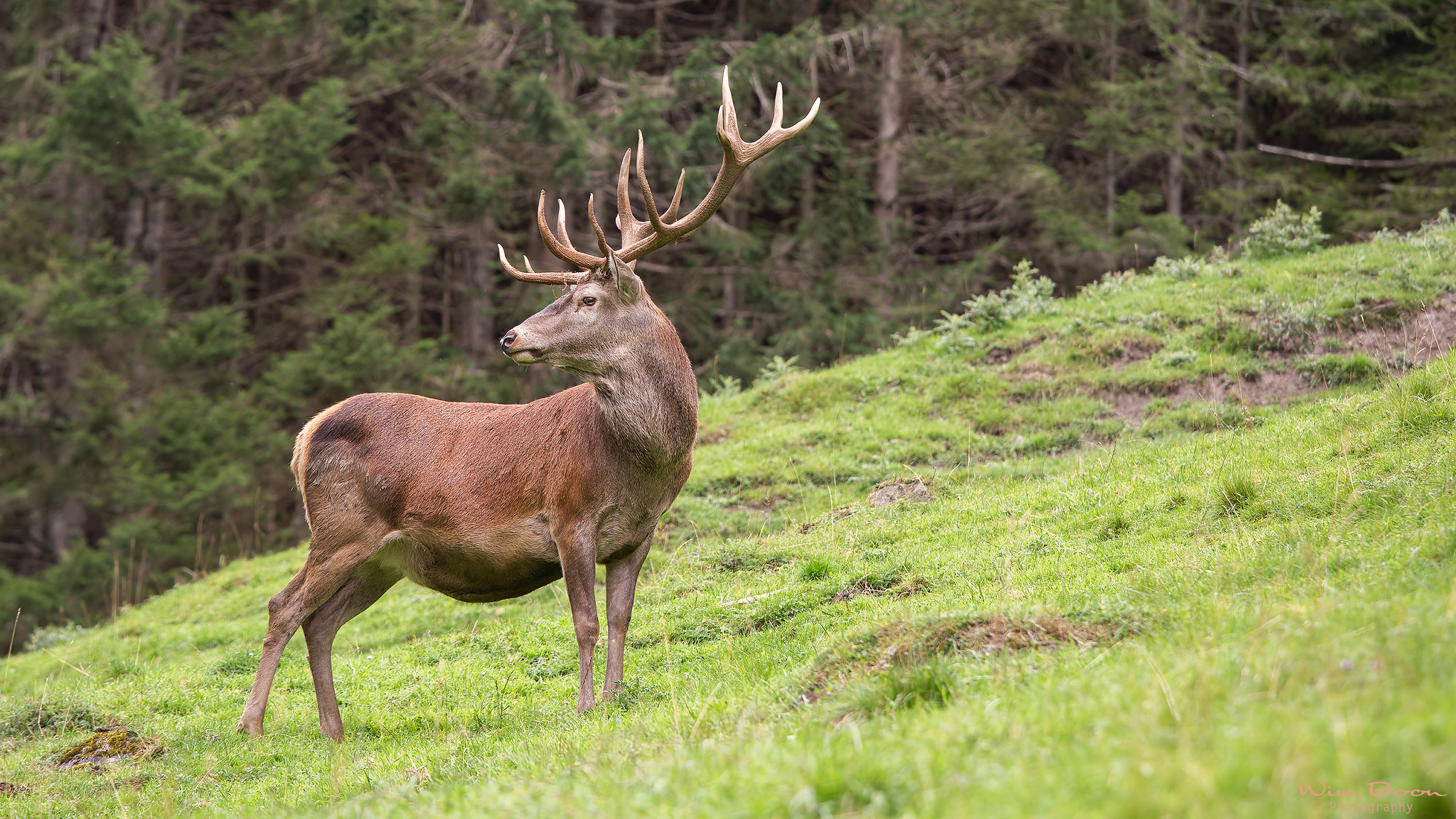 Wallpapers forest deer animal forest on the desktop