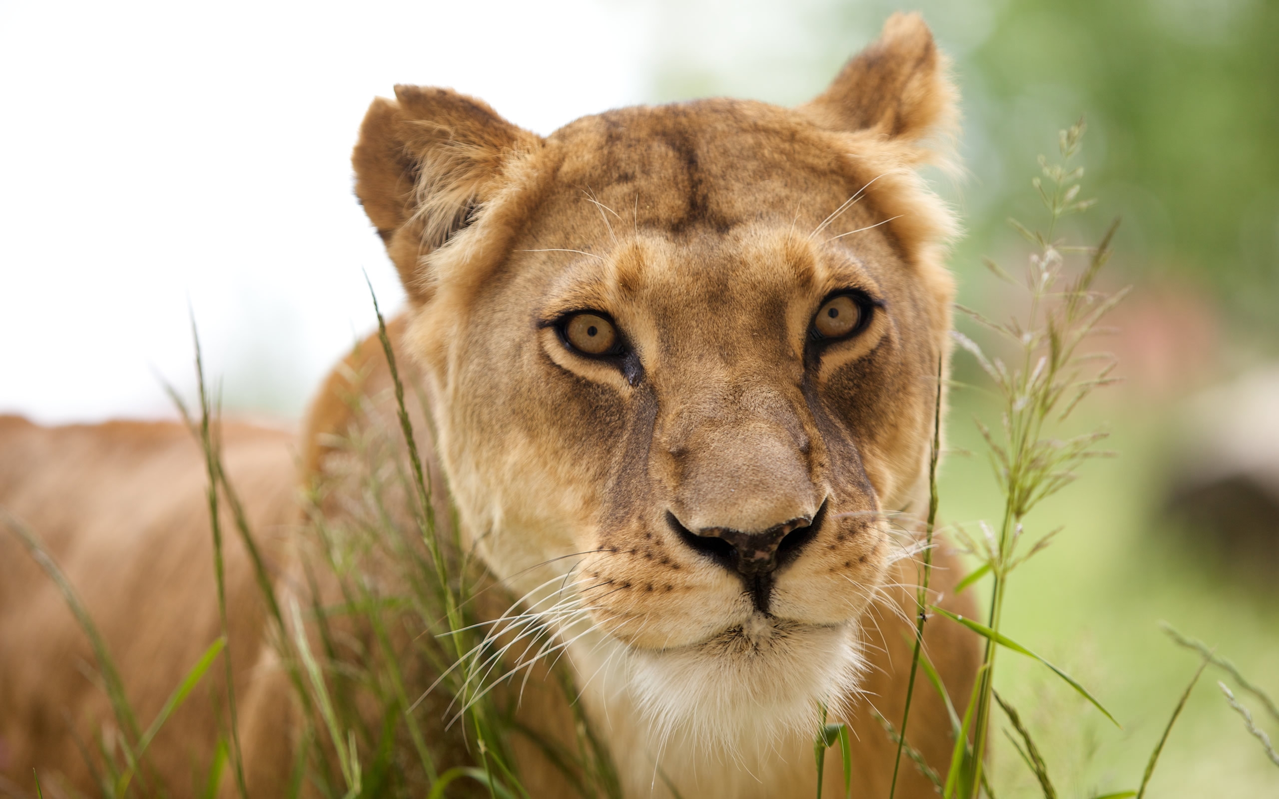 Wallpapers lion face grass on the desktop