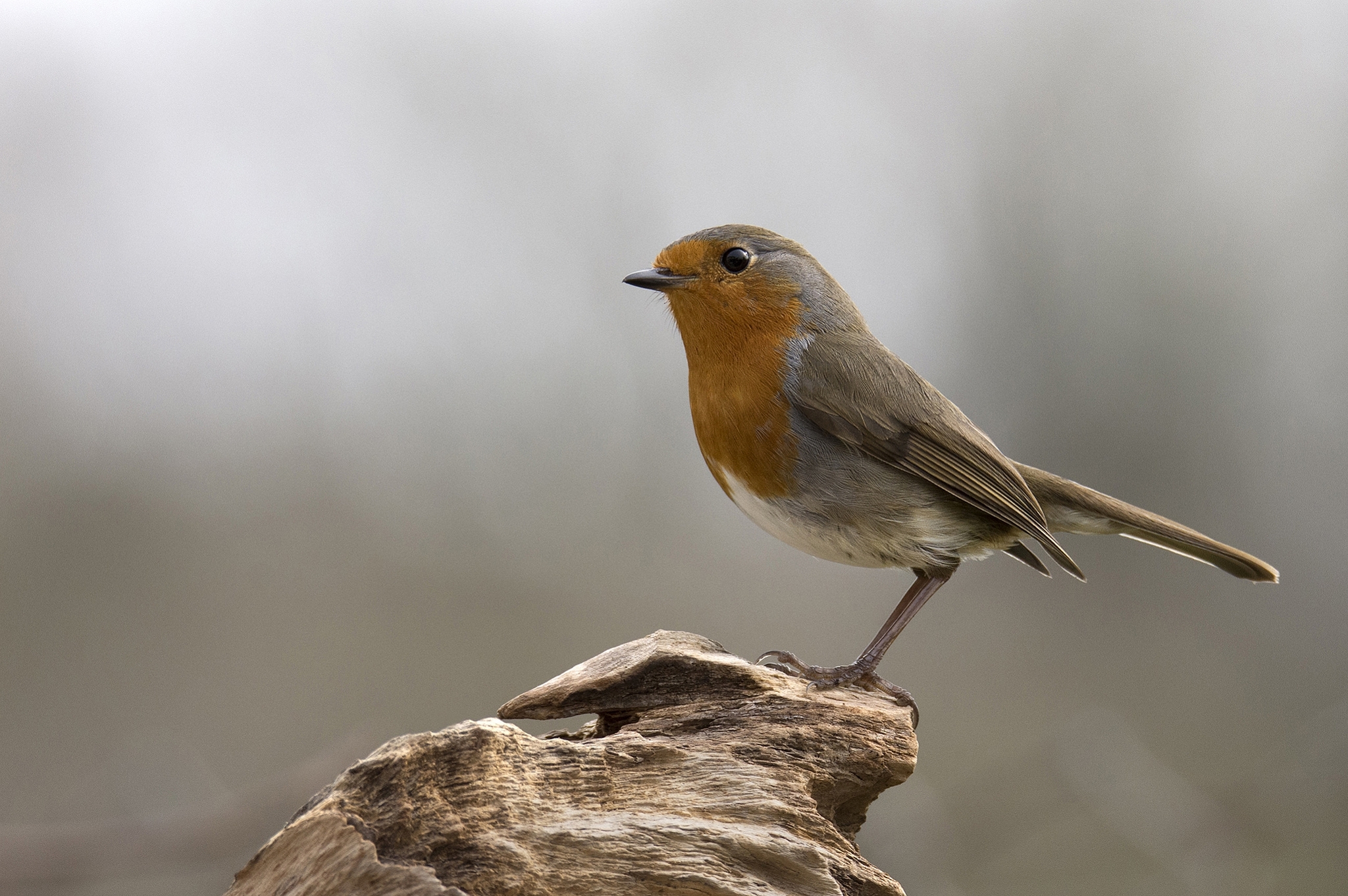 Wallpapers standing rock birds on the desktop