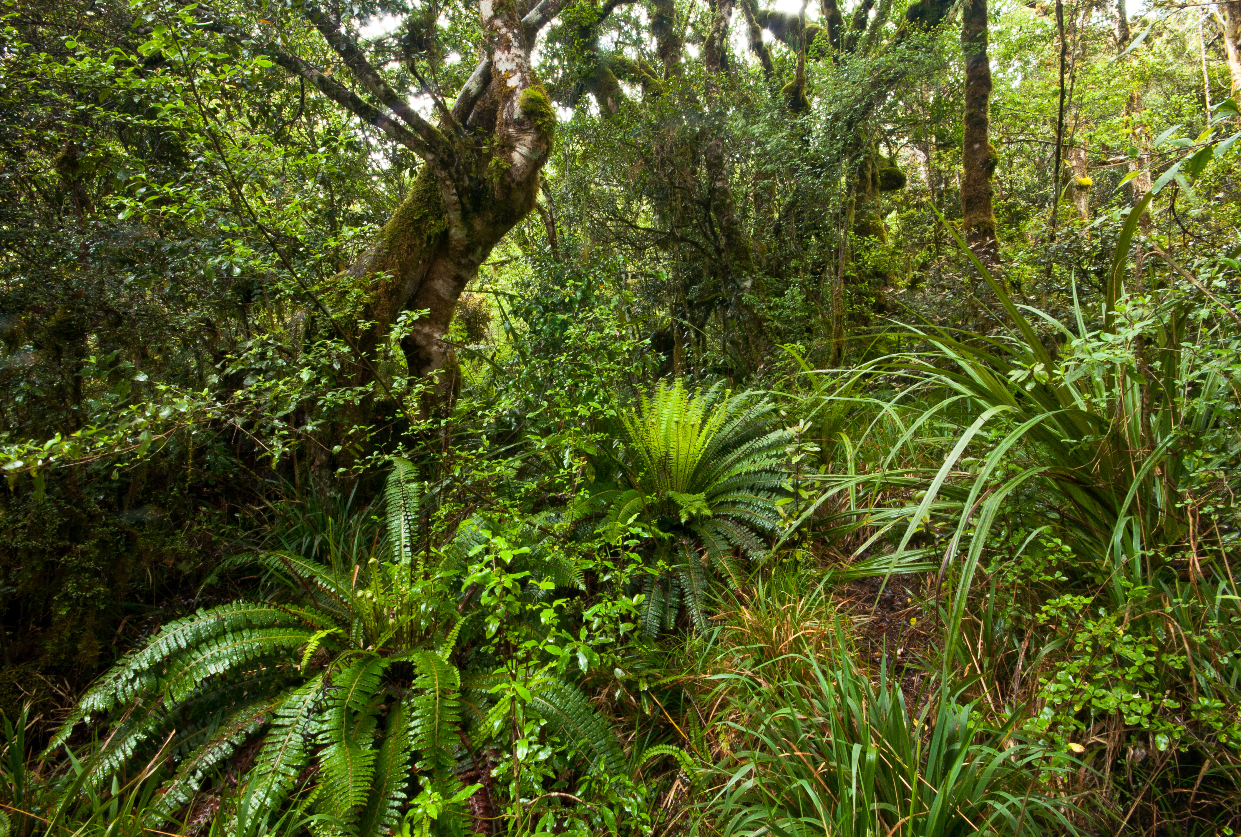 Wallpapers tropical jungle forest on the desktop