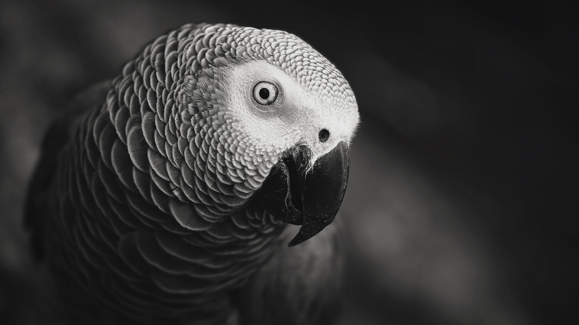 Free photo A curious parrot looks into the lens