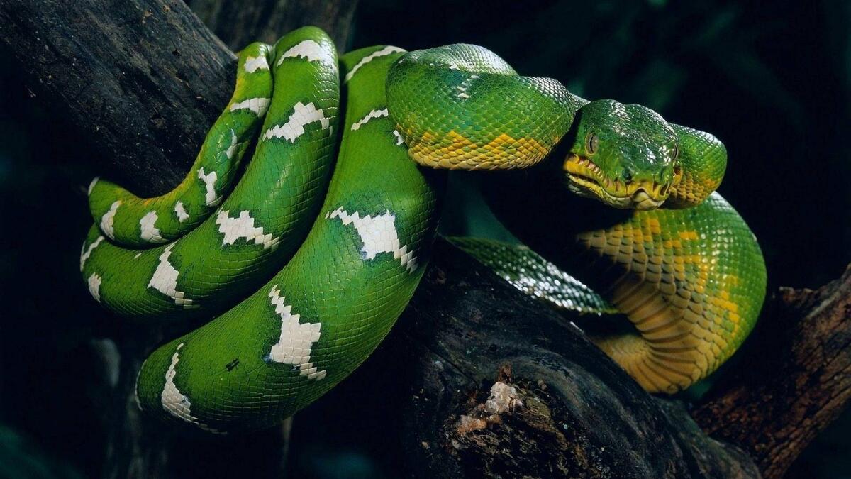 A large python wrapped around a tree branch. ยท free photo from jorik ...