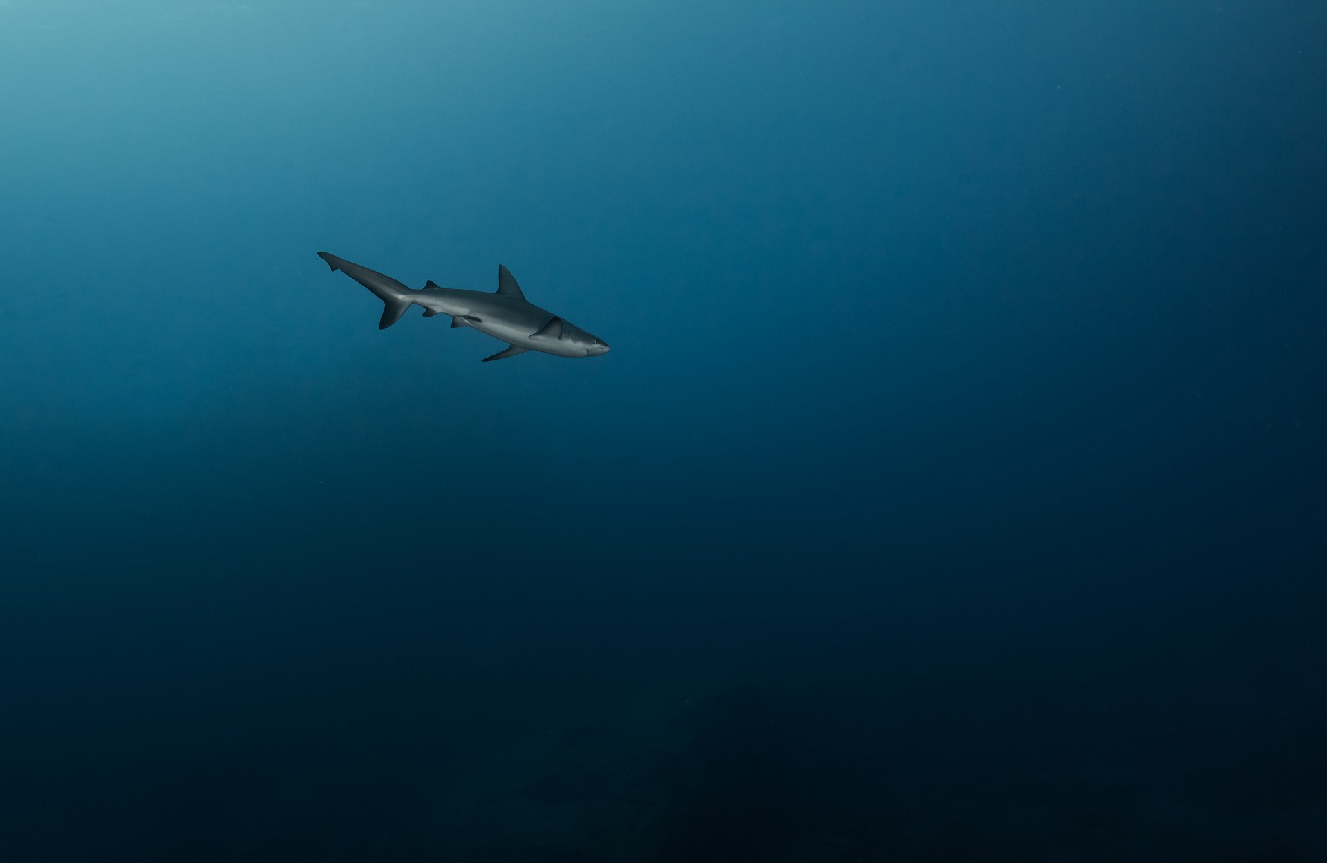 Обои акула подводный биология моря на рабочий стол