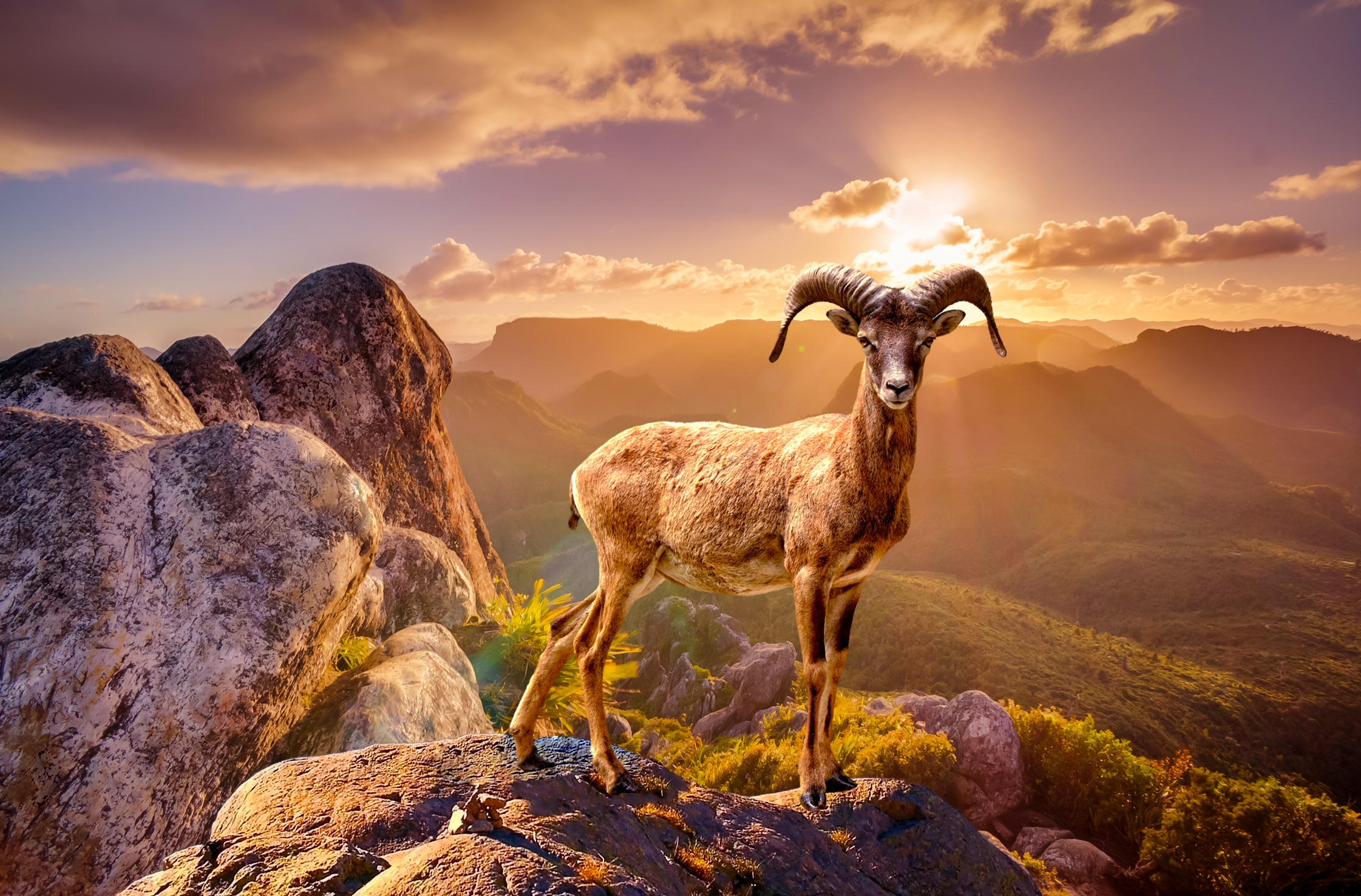 Обои дикое животное пейзаж животные на рабочий стол