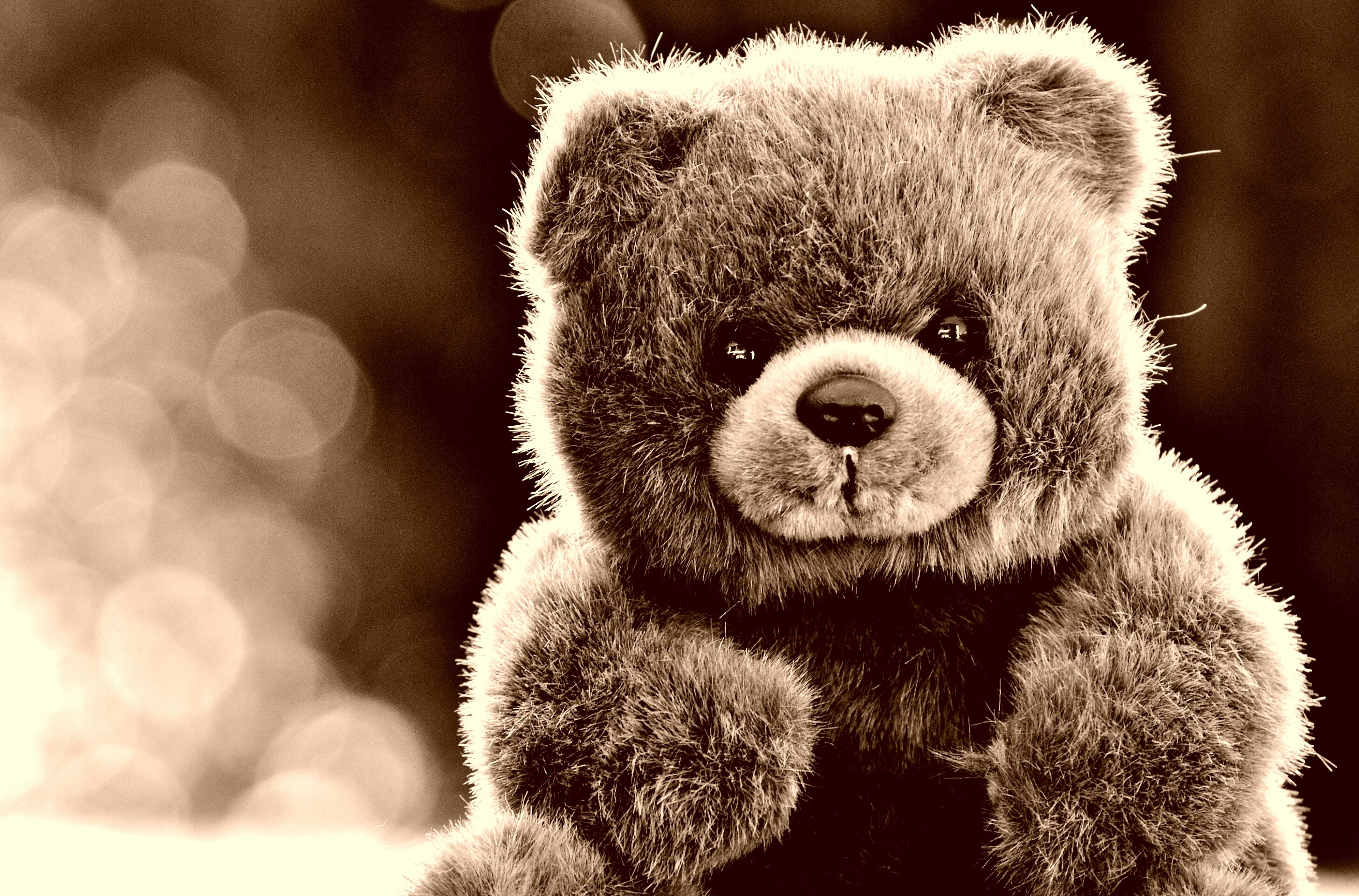 Free photo Sunlit teddy bear.