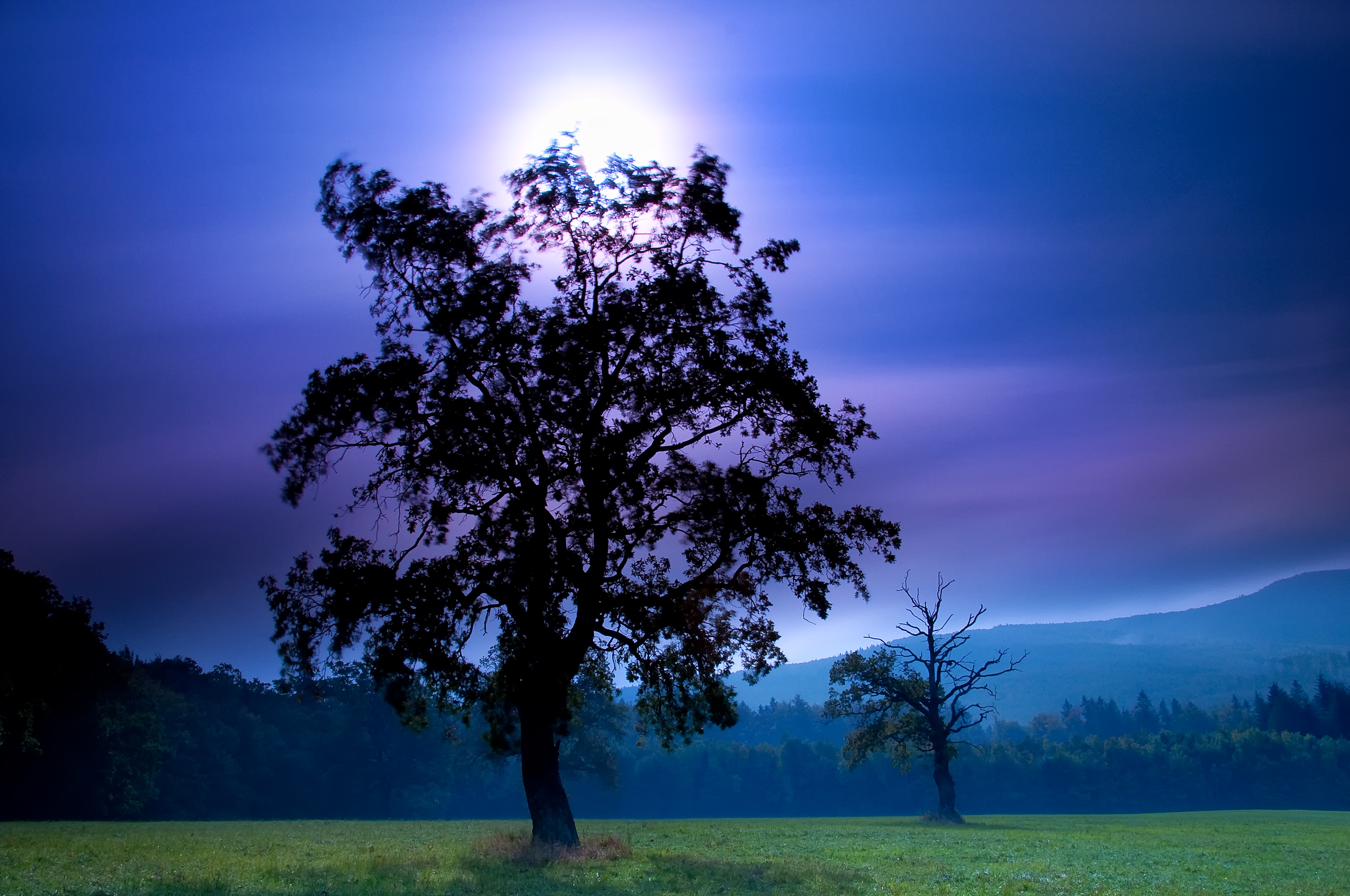 Wallpapers tree moon sky on the desktop