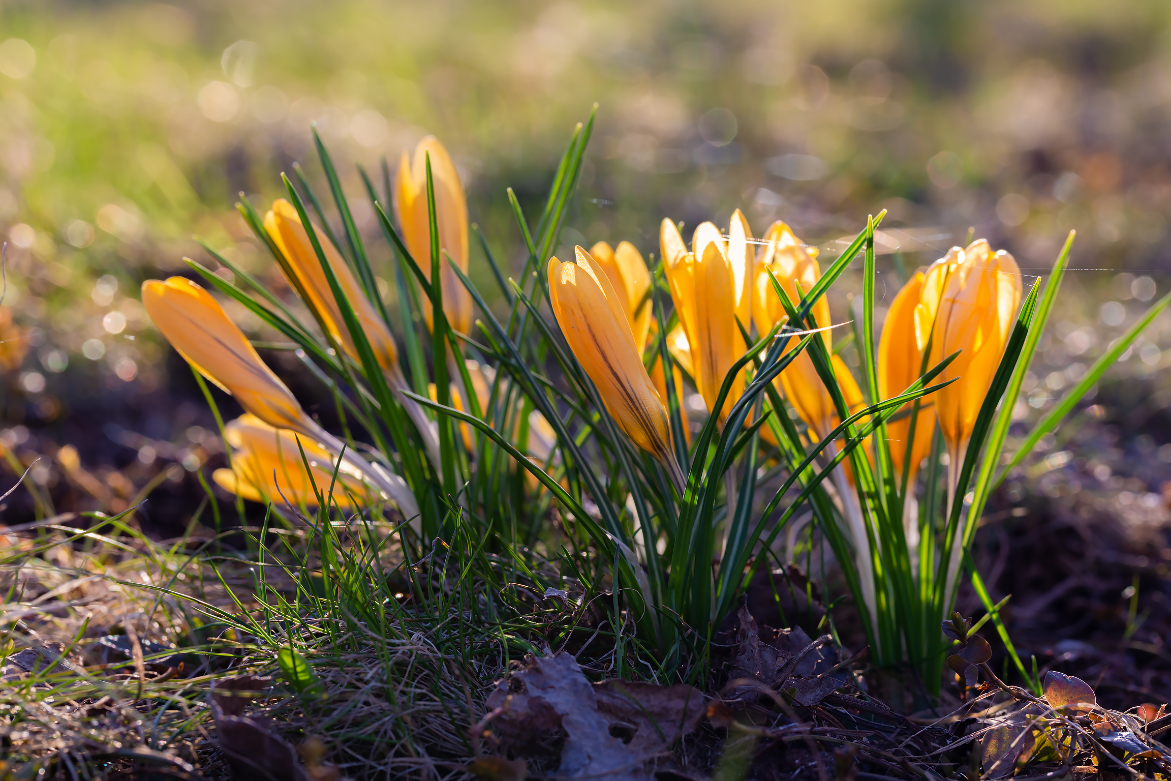 Free photo Yellow crocuses bloom