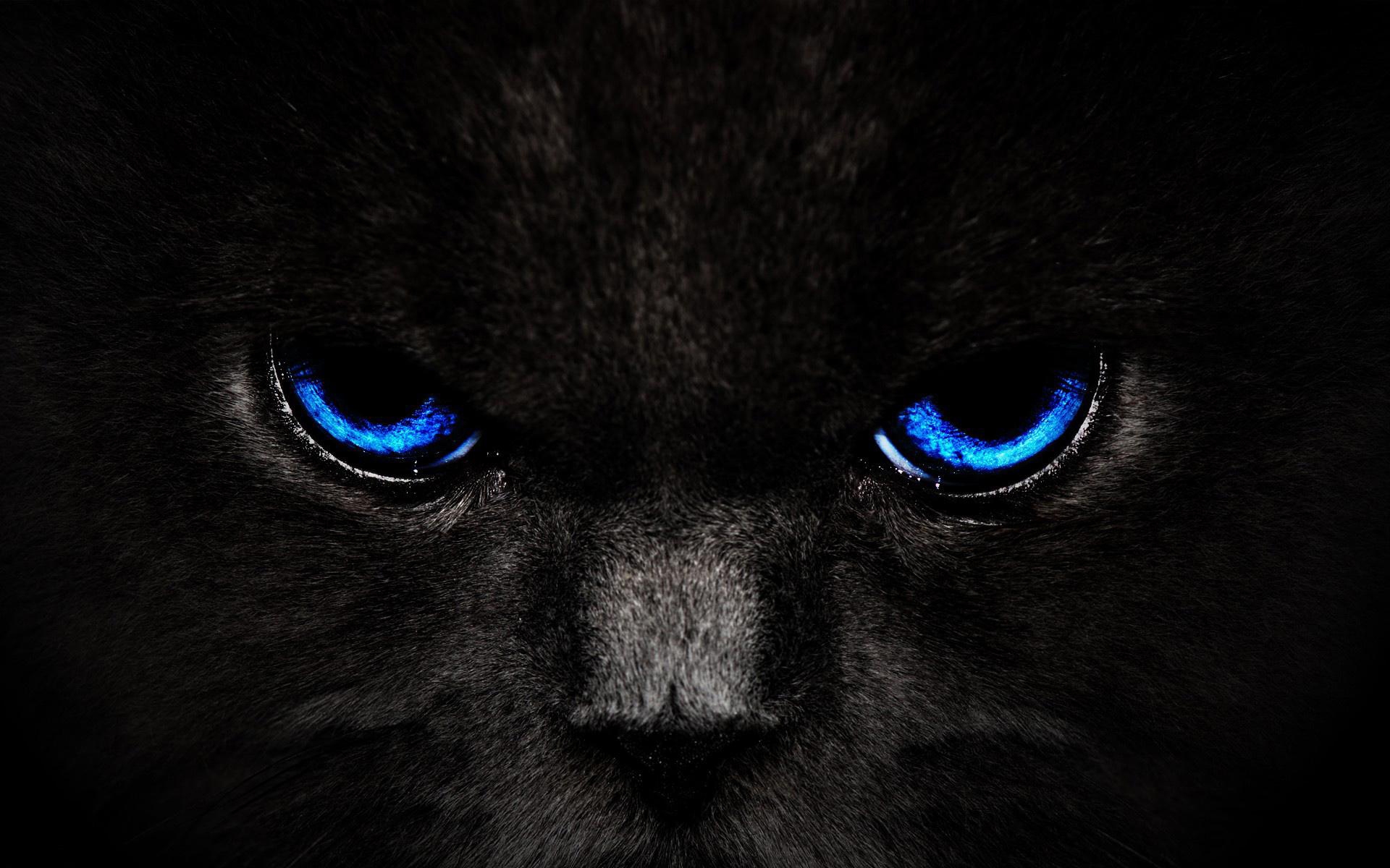 免费照片皱眉的蓝眼猫