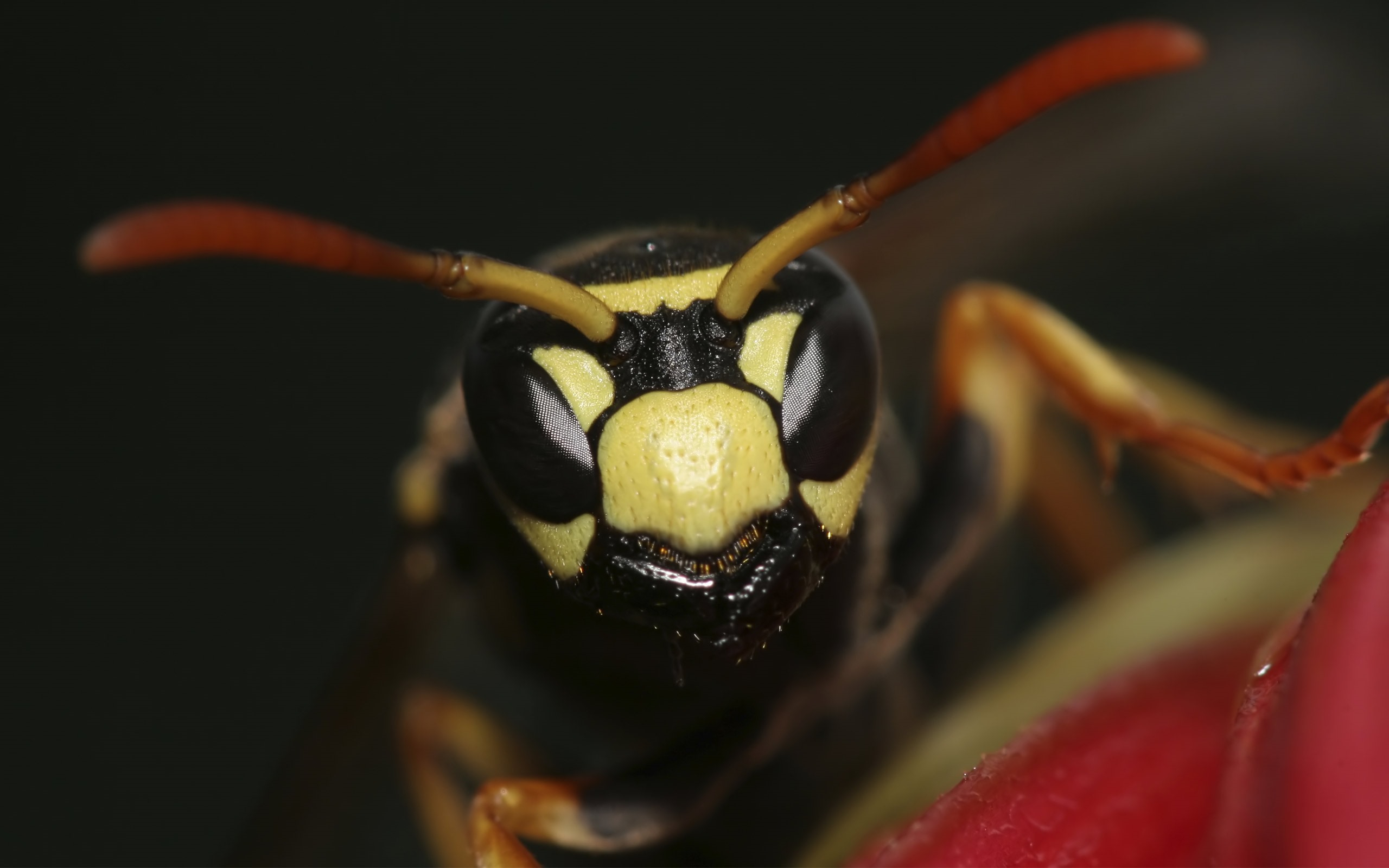 Close-up of a bee`s face