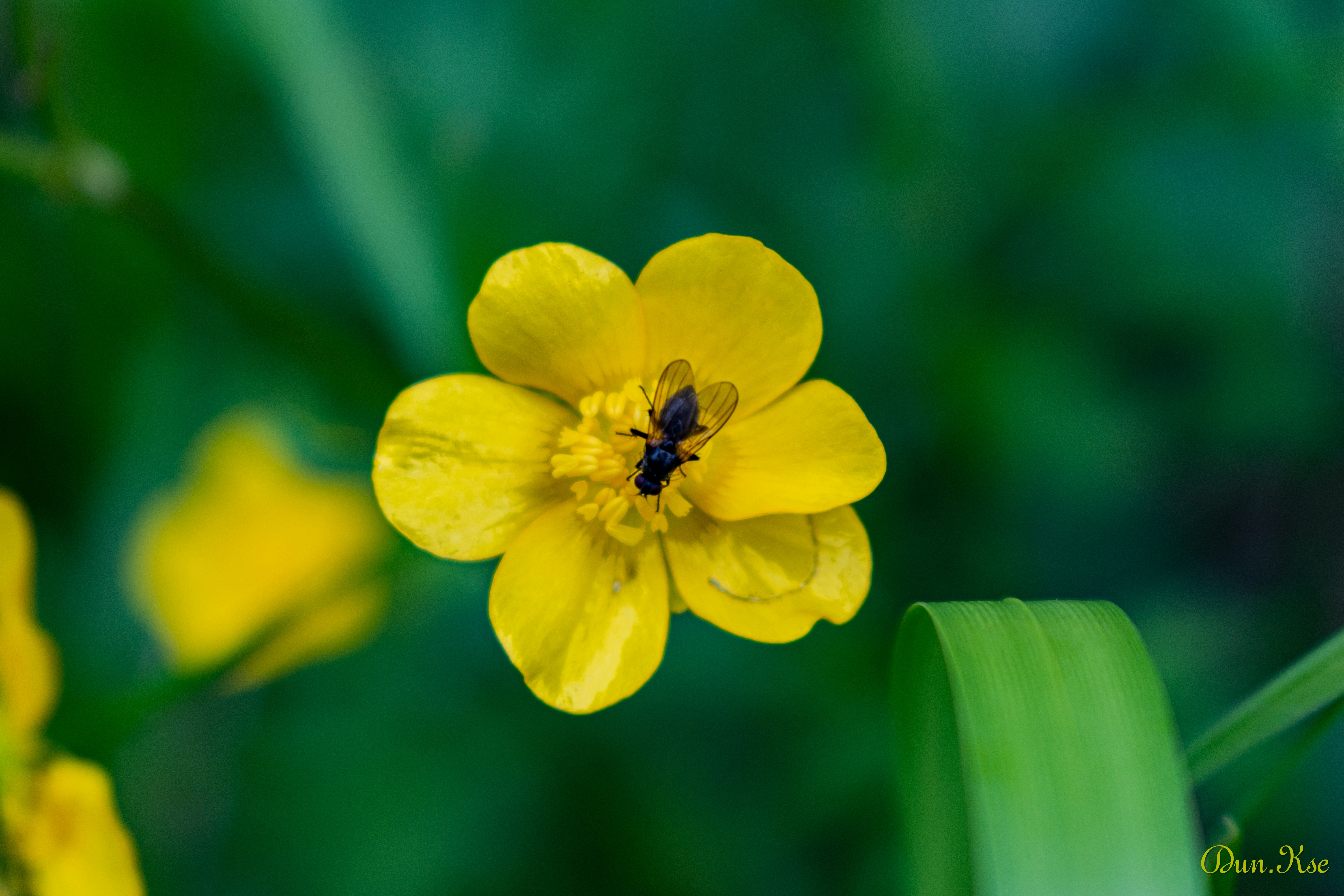 Free photo A fly on a flower