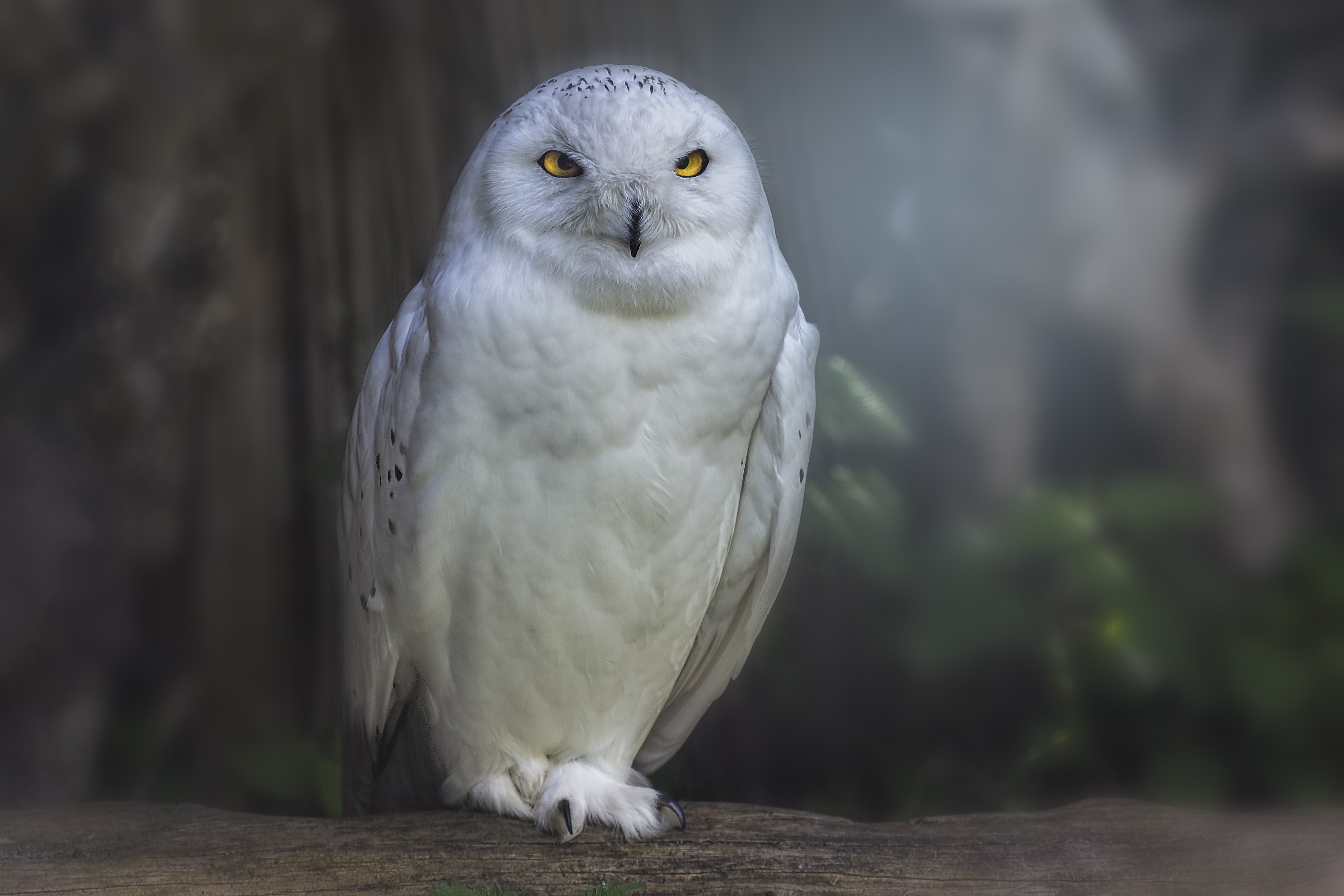 Free photo Great gray owl