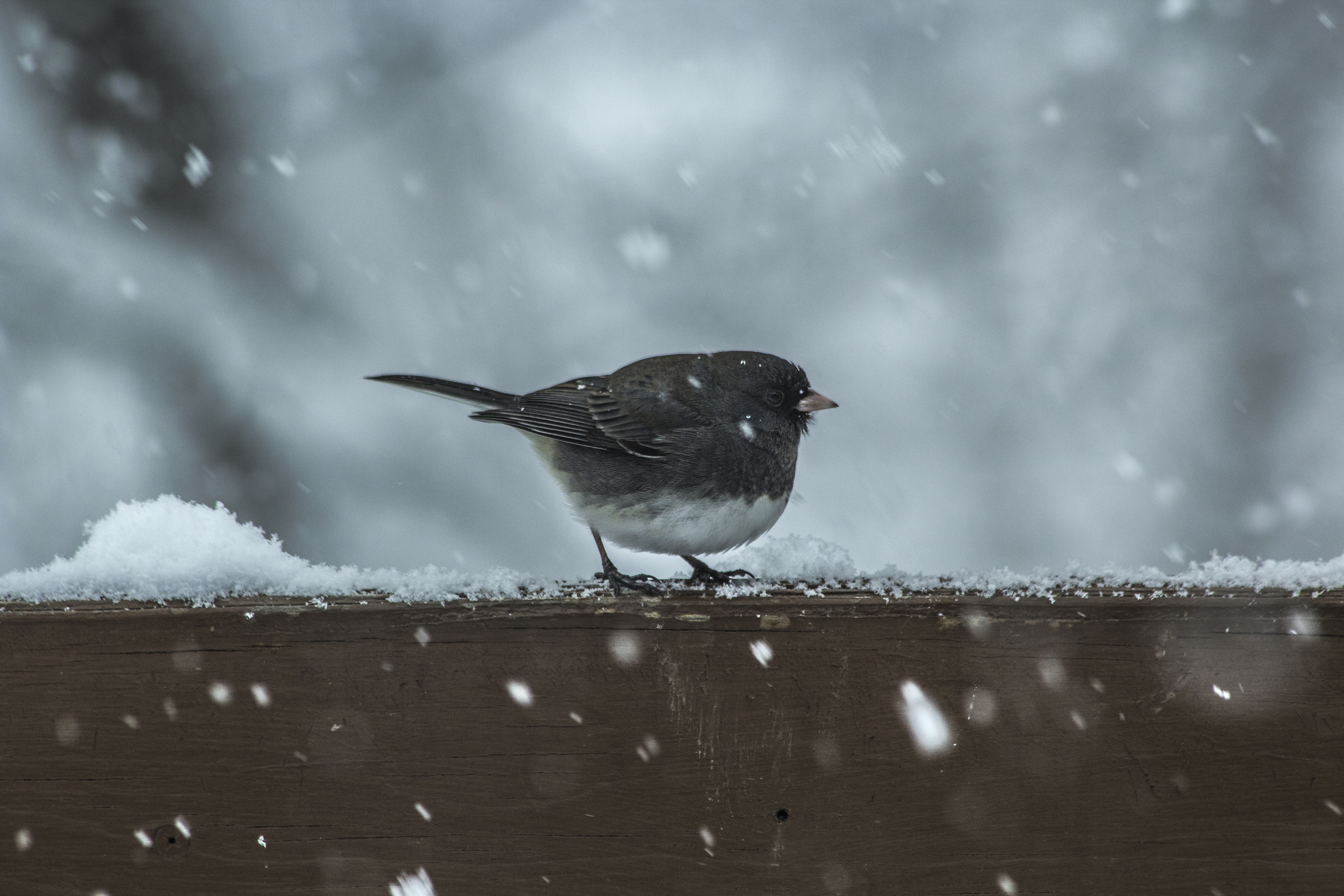 Free photo A little bird in the sultry winter