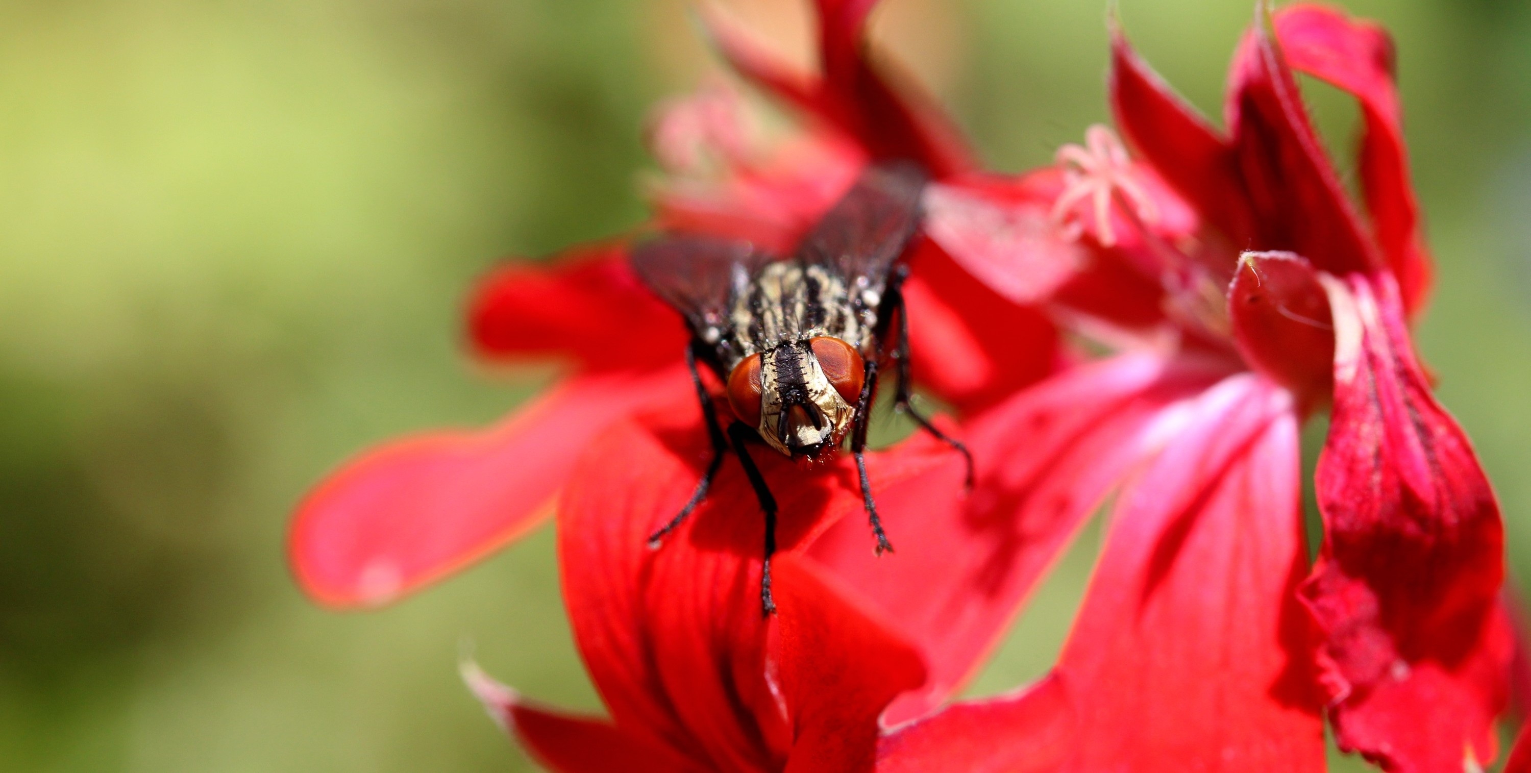 Wallpapers wallpaper fly fly flower on the desktop