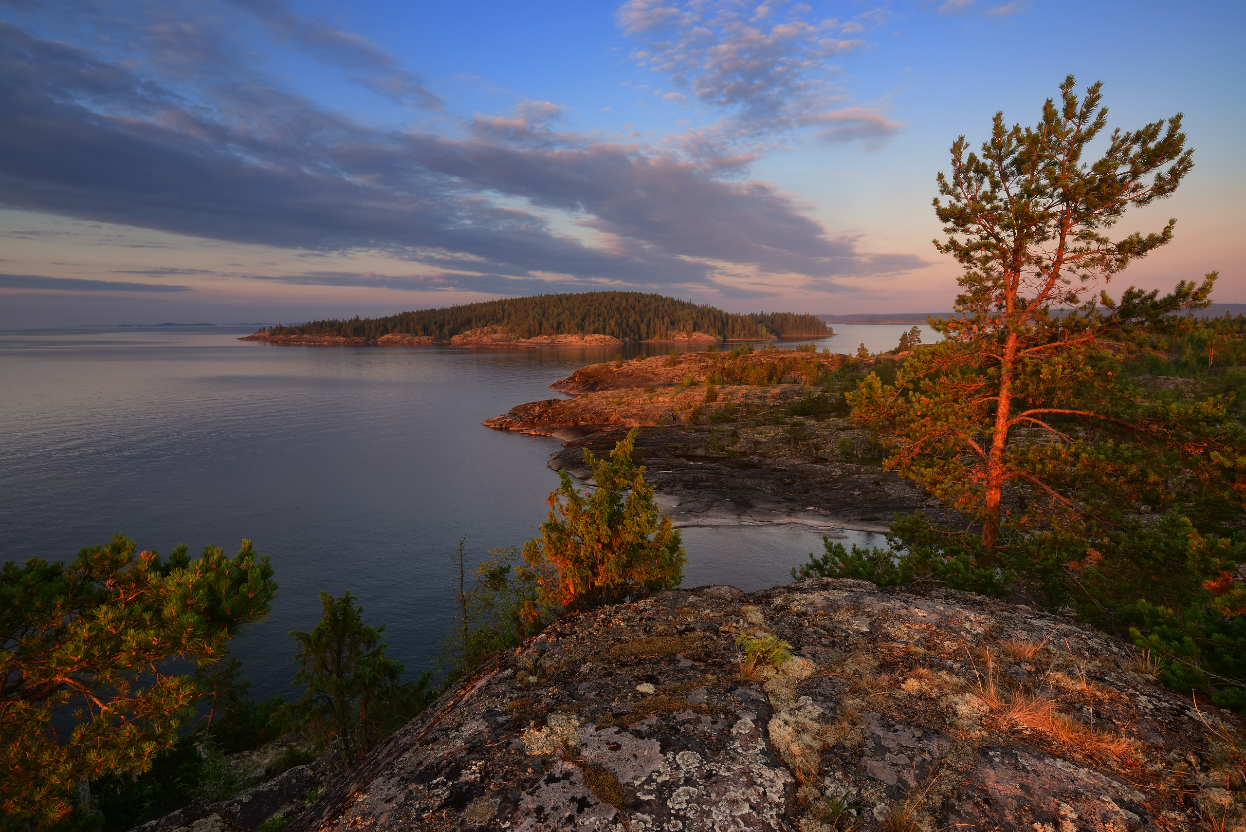 Free photo Pine tree on the river bank