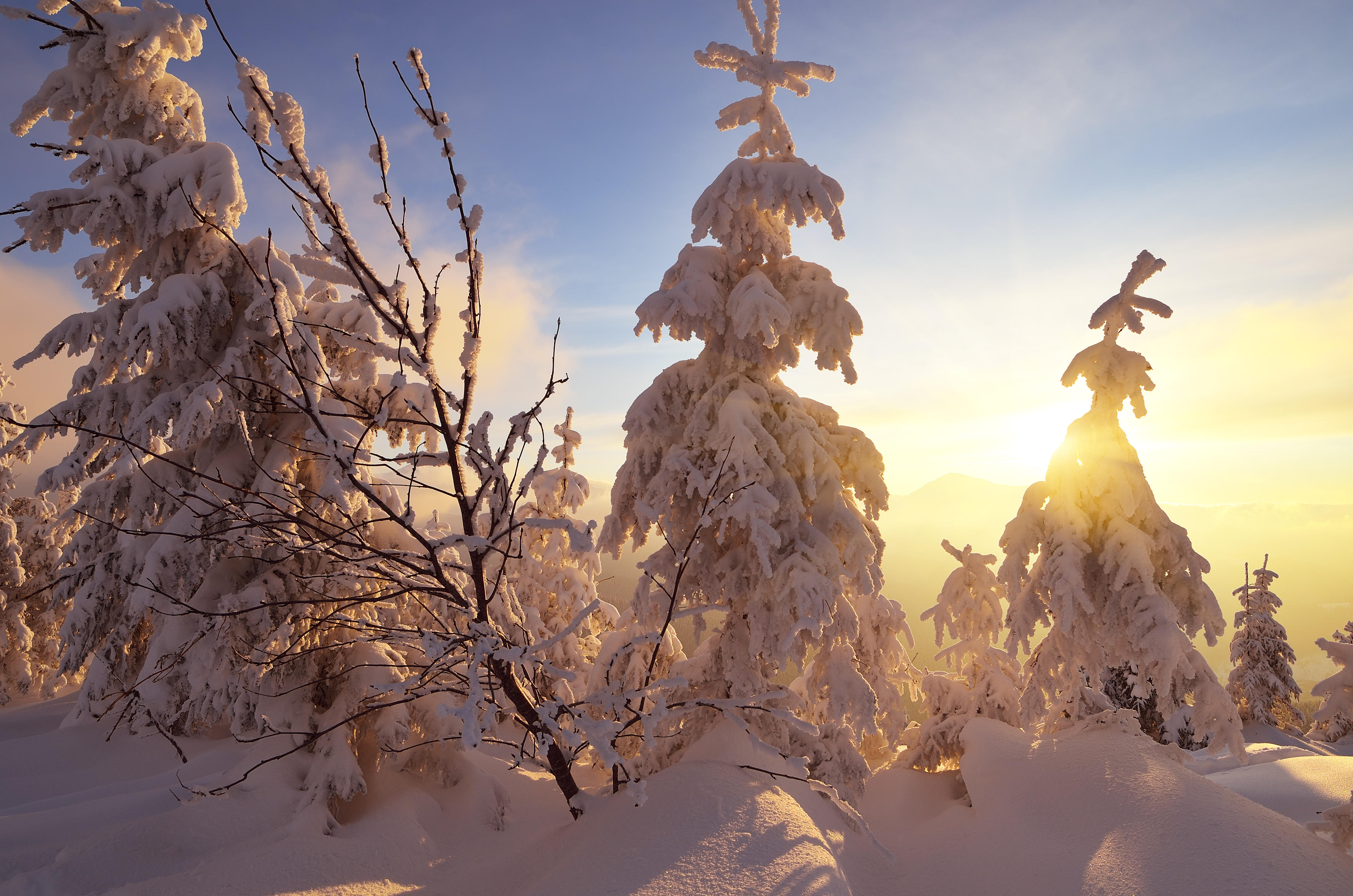 Wallpapers landscape large drifts trees in the snow on the desktop