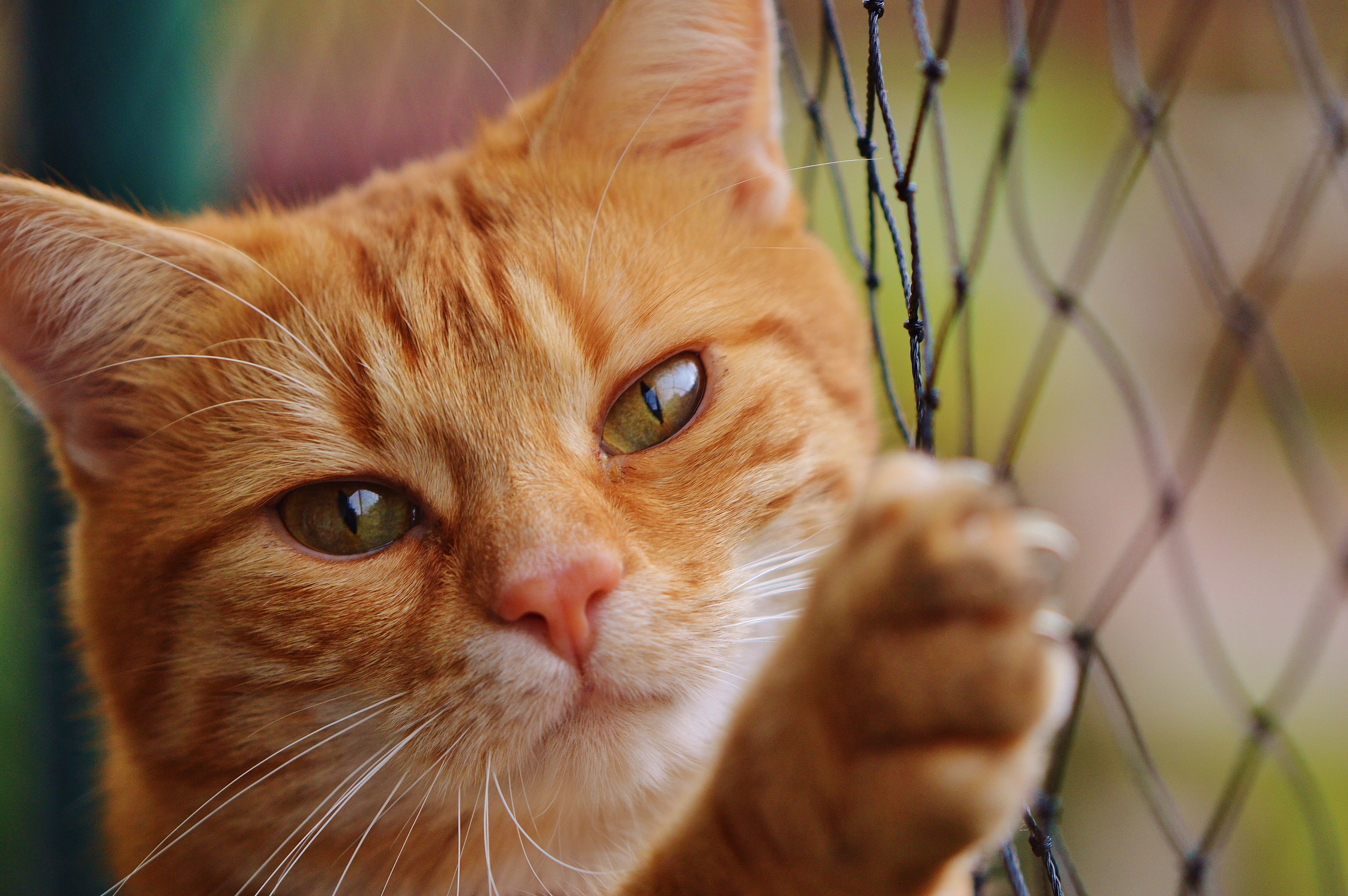 Free photo The ginger cat on the fence