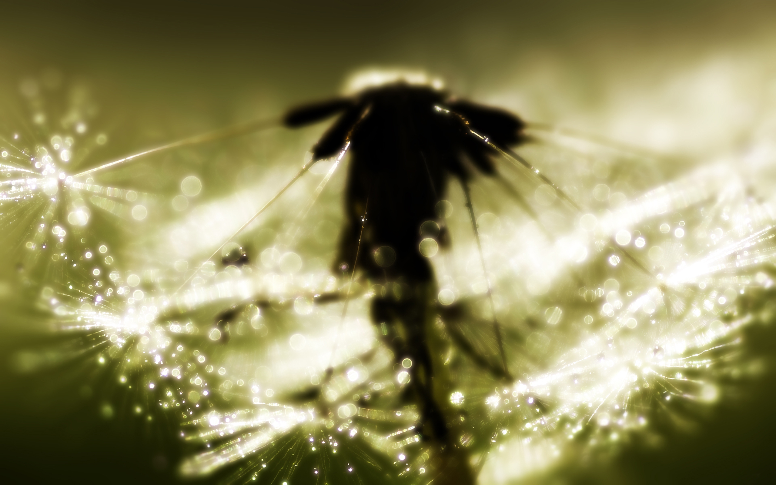 Wallpapers dandelion grass petals on the desktop
