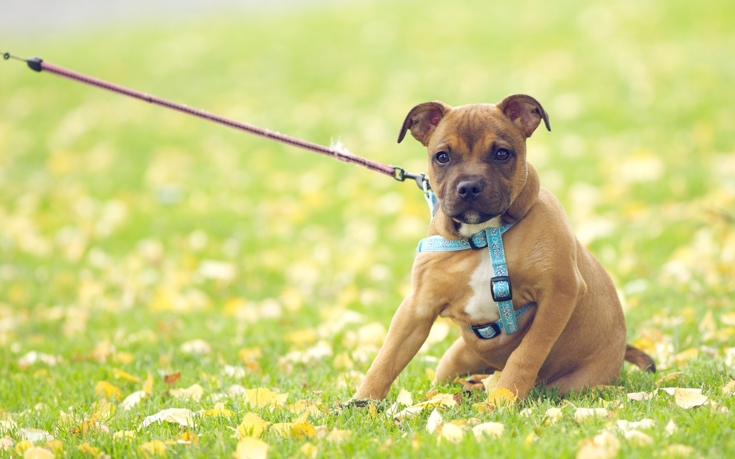 桌面上的壁纸狗 犬类 幼犬