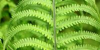 Обои ярко-зеленого папоротника
