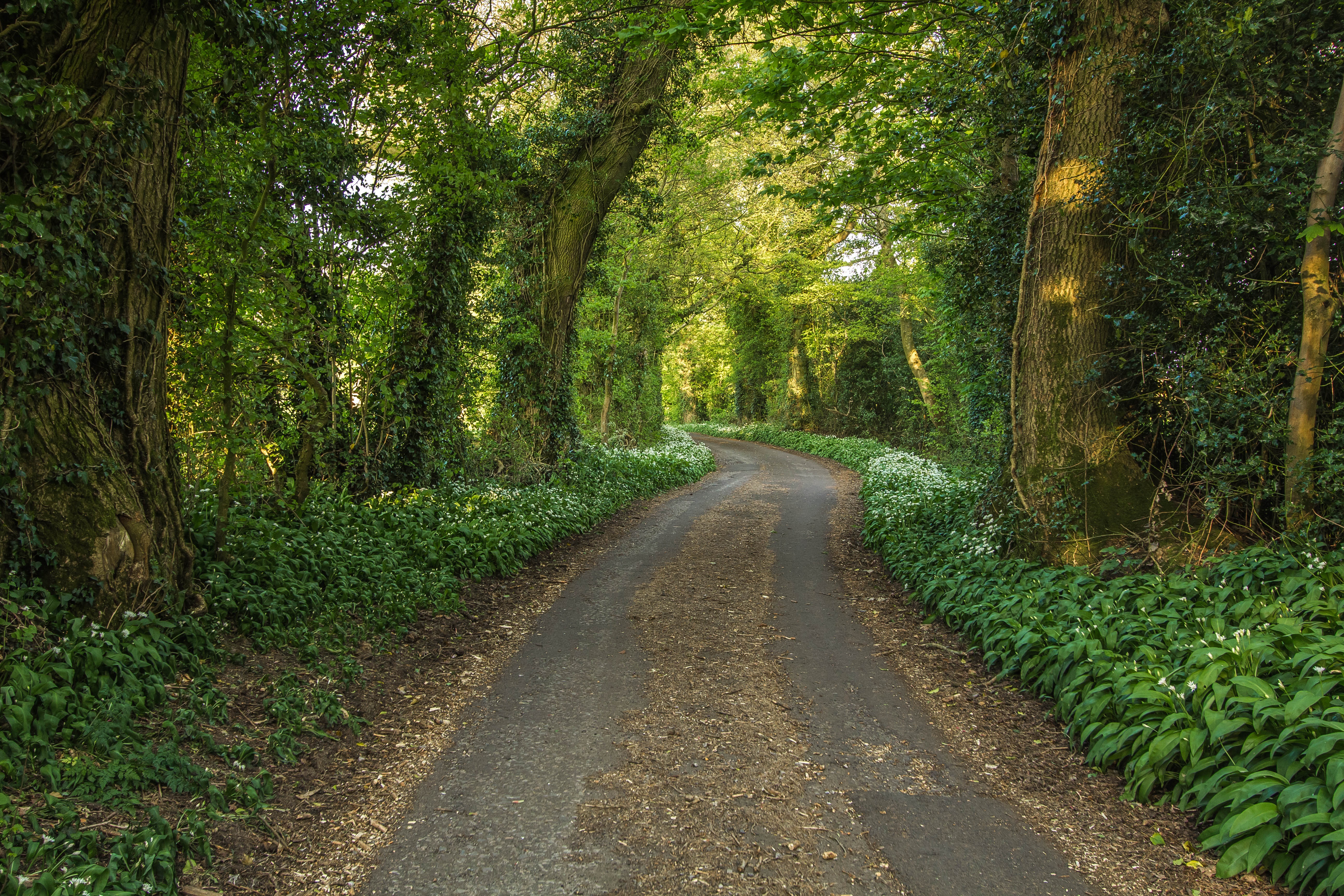 Free photo Old forest road