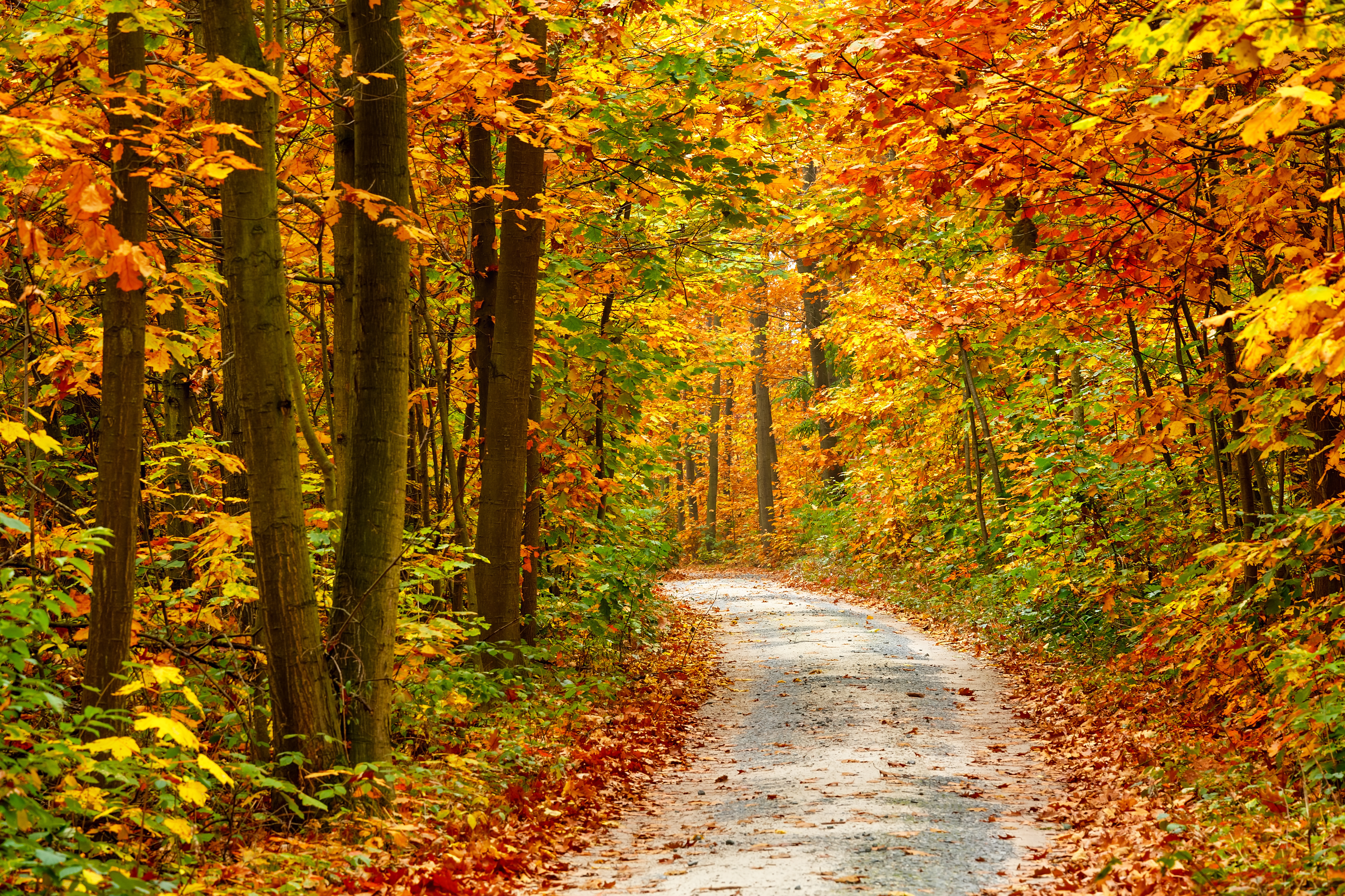 Free photo Autumn coniferous forest and path