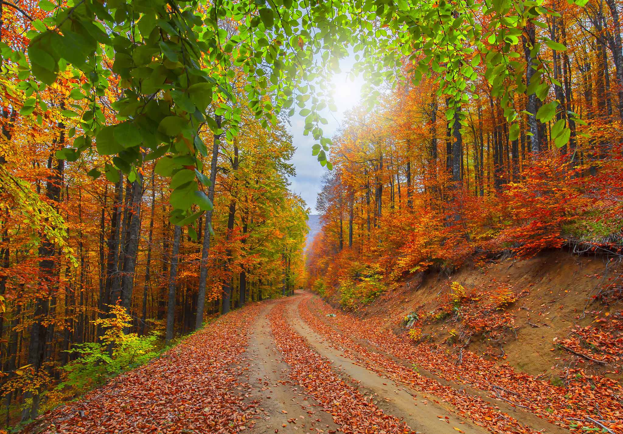 Free photo A colorful autumn road