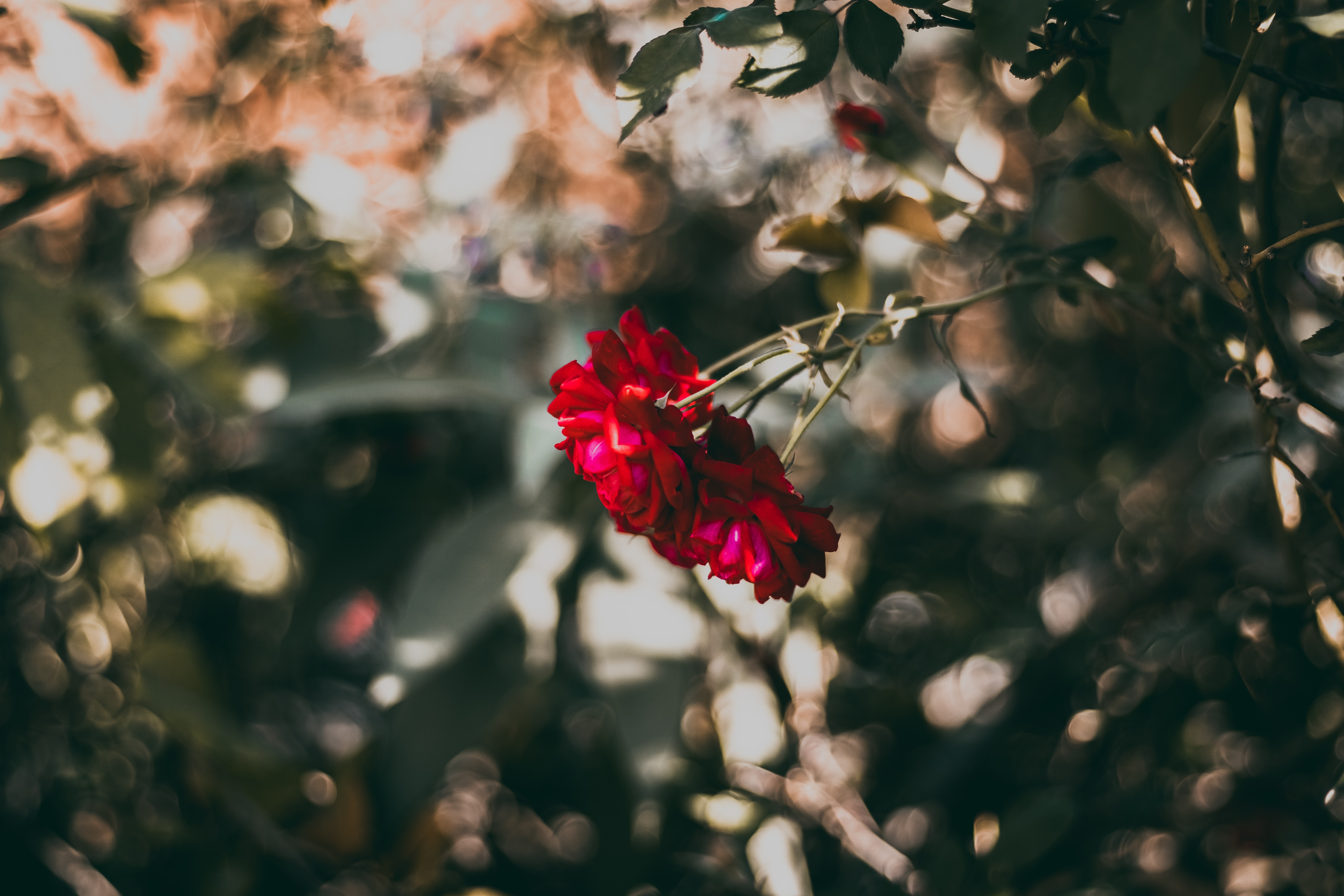 Free photo Cute red flower