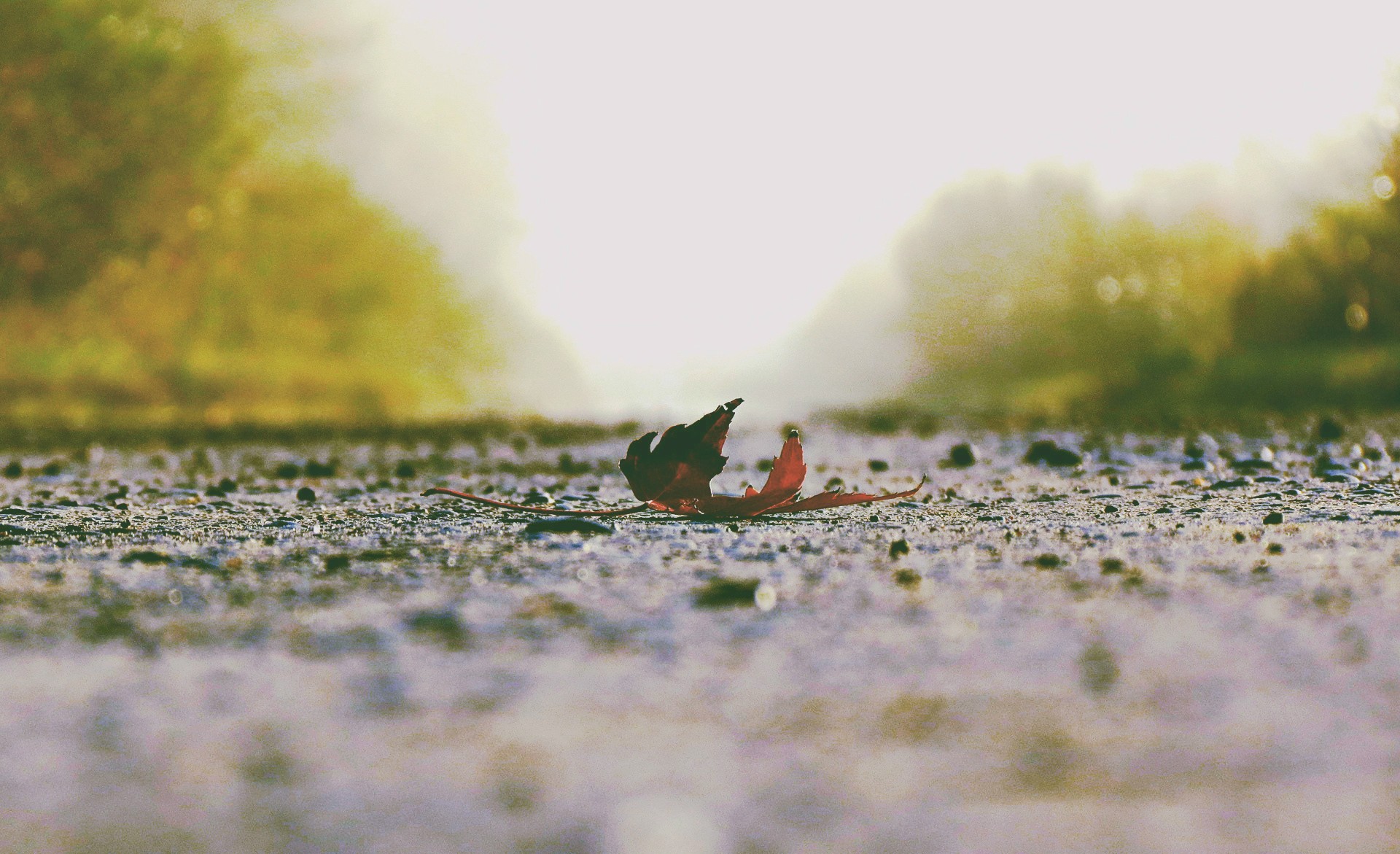 Wallpapers sunlight fall leaves on the desktop