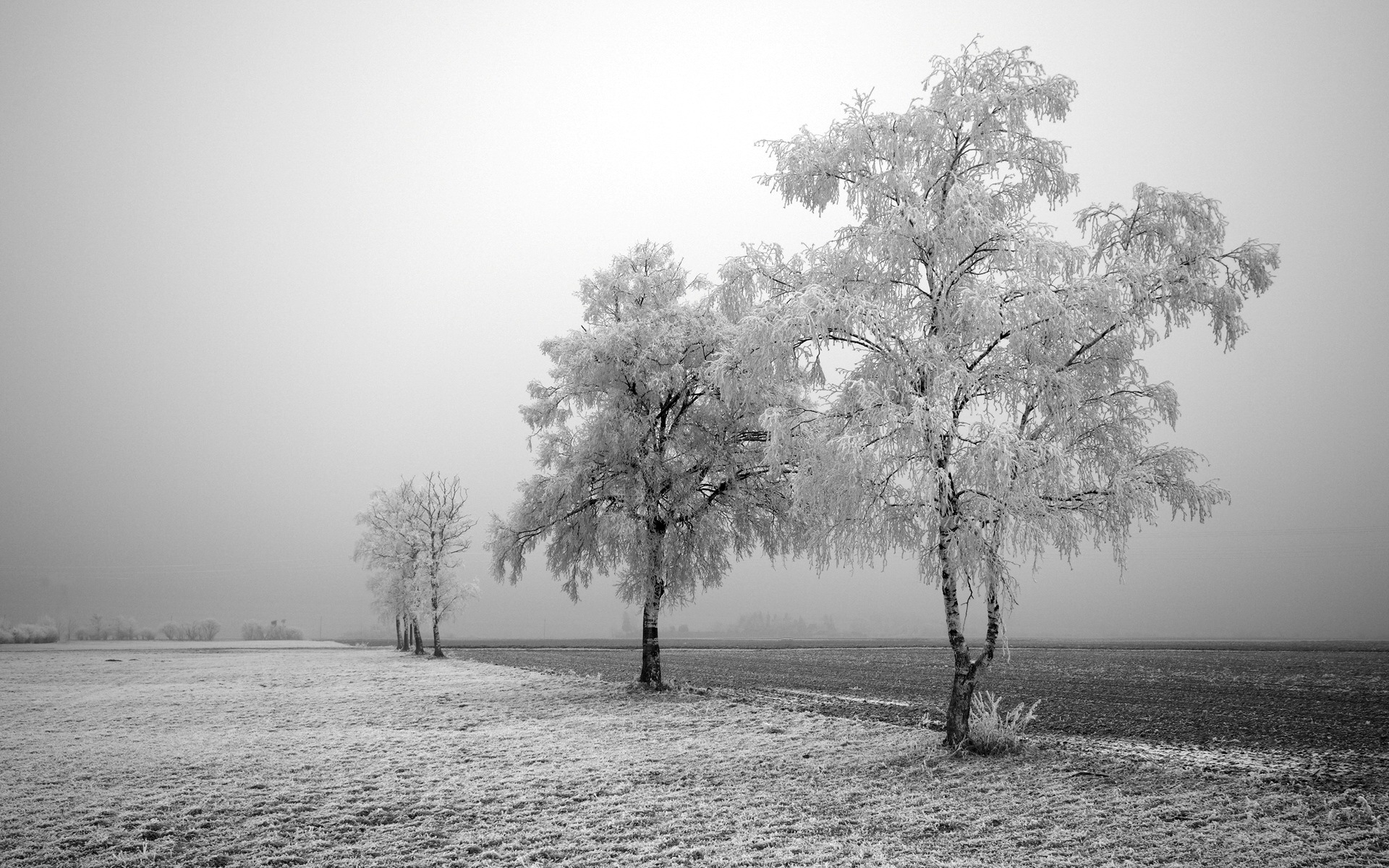 阴霾天气下的冰冻田野和树木