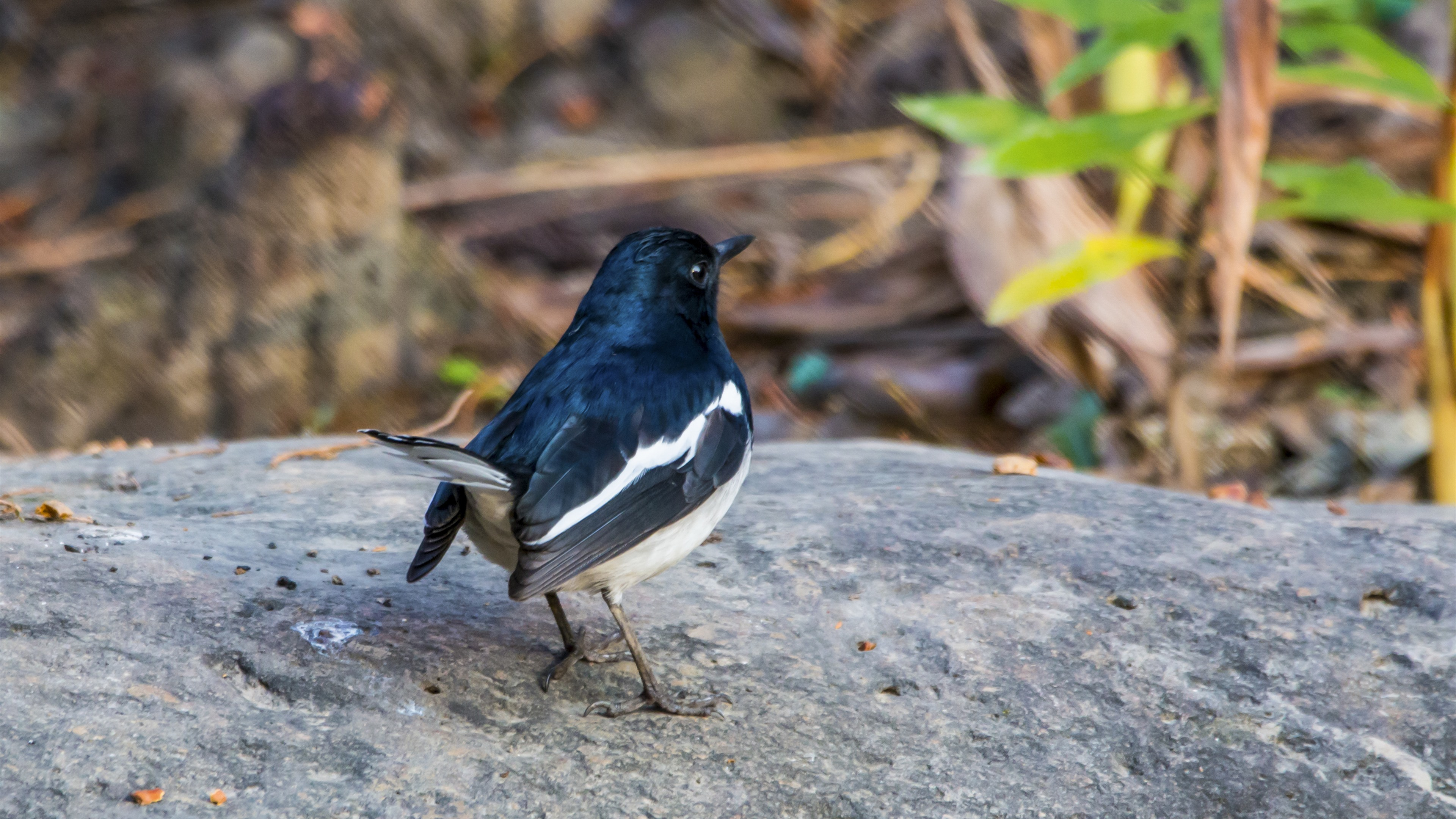 Free photo Magpie Shama Thrush resting on a rock