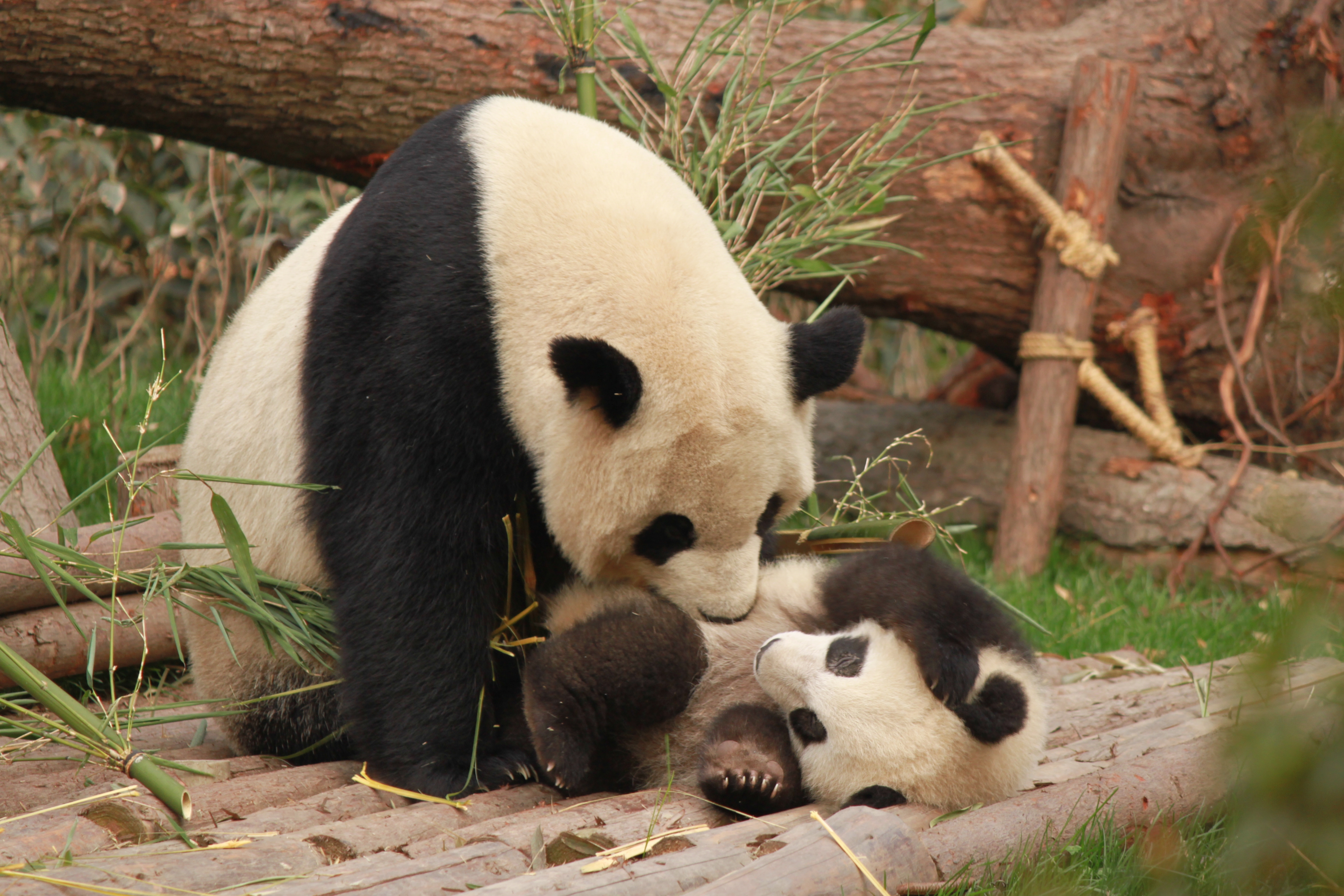 Wallpapers wallpaper panda family cute on the desktop