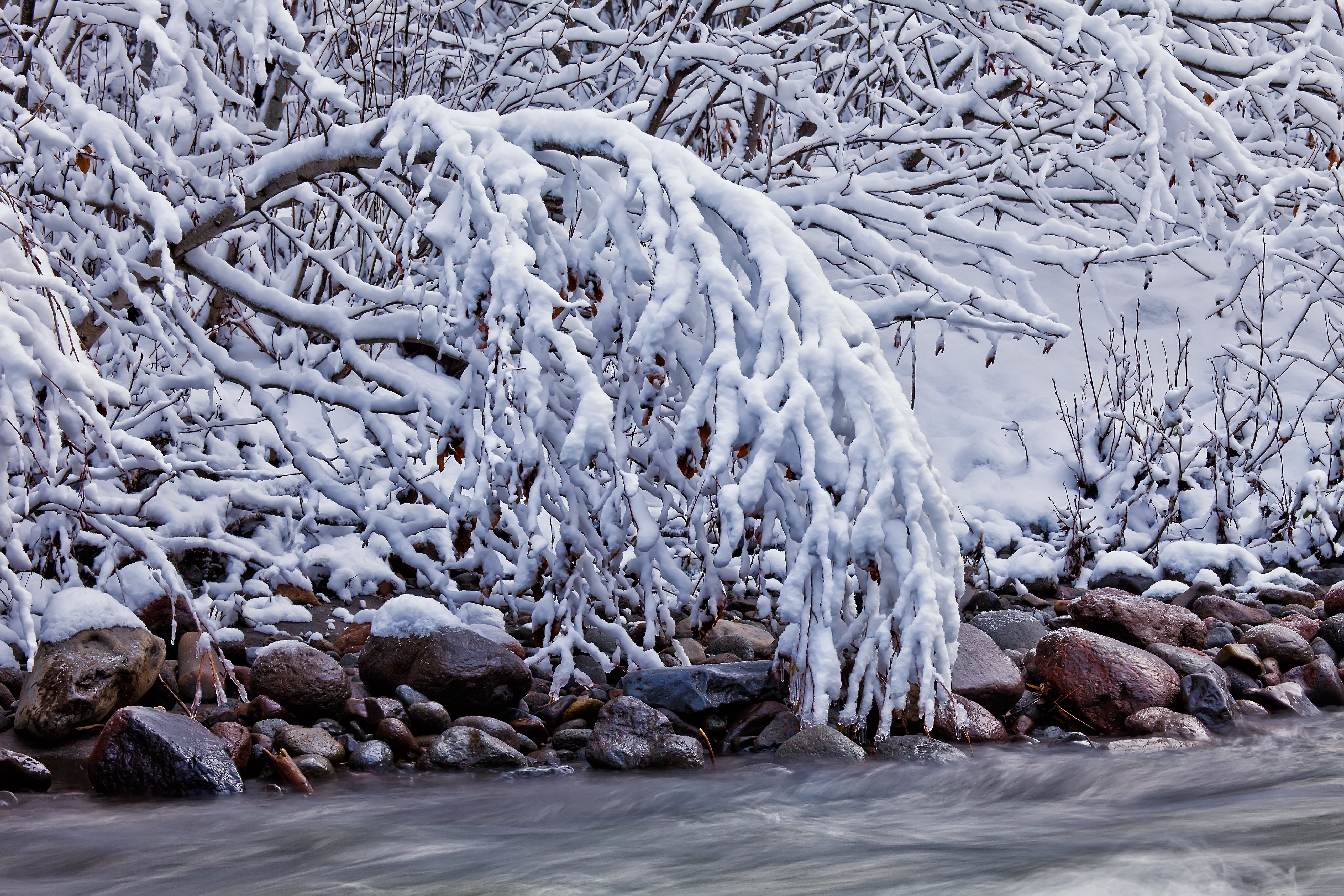 树枝因积雪而倾斜在河面上