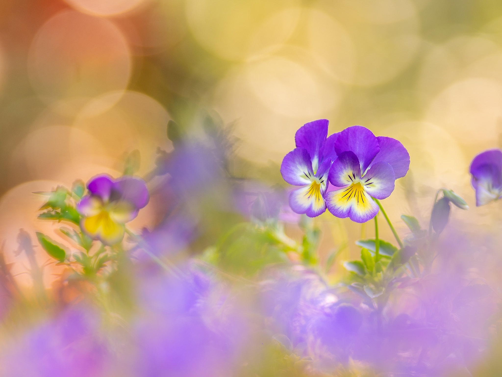 Wallpapers wallpaper purple pansy petals boke on the desktop