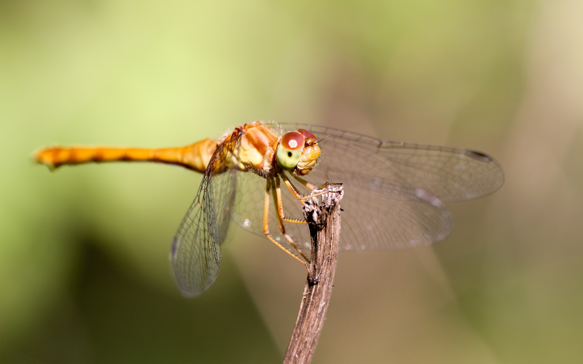 Wallpapers insect wings mustache on the desktop