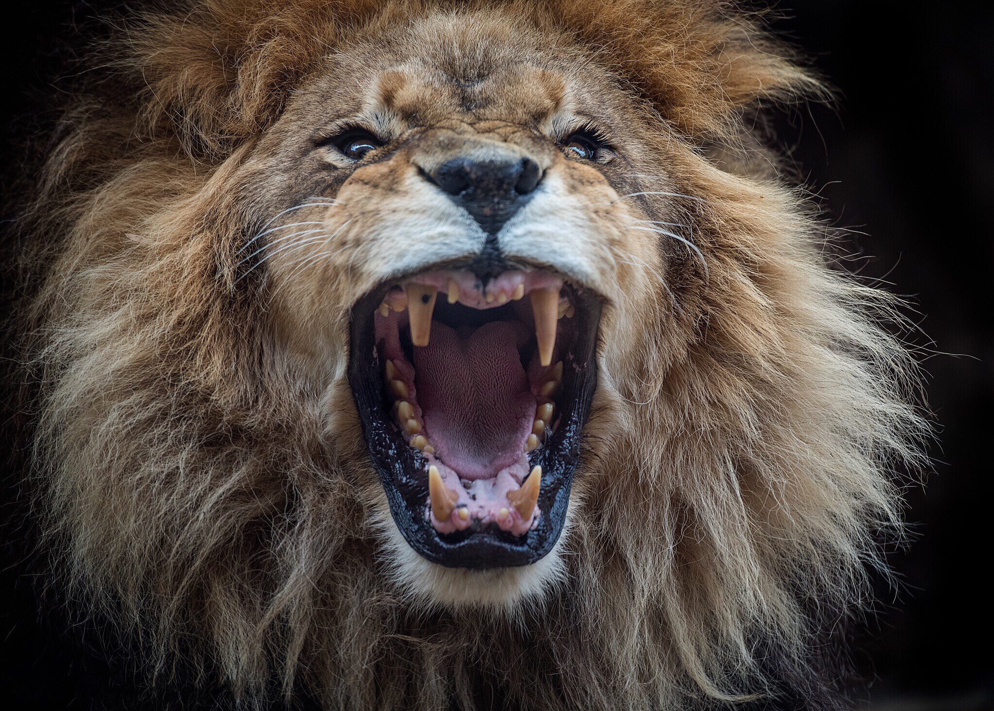 Wallpapers anger canines the lion on the desktop