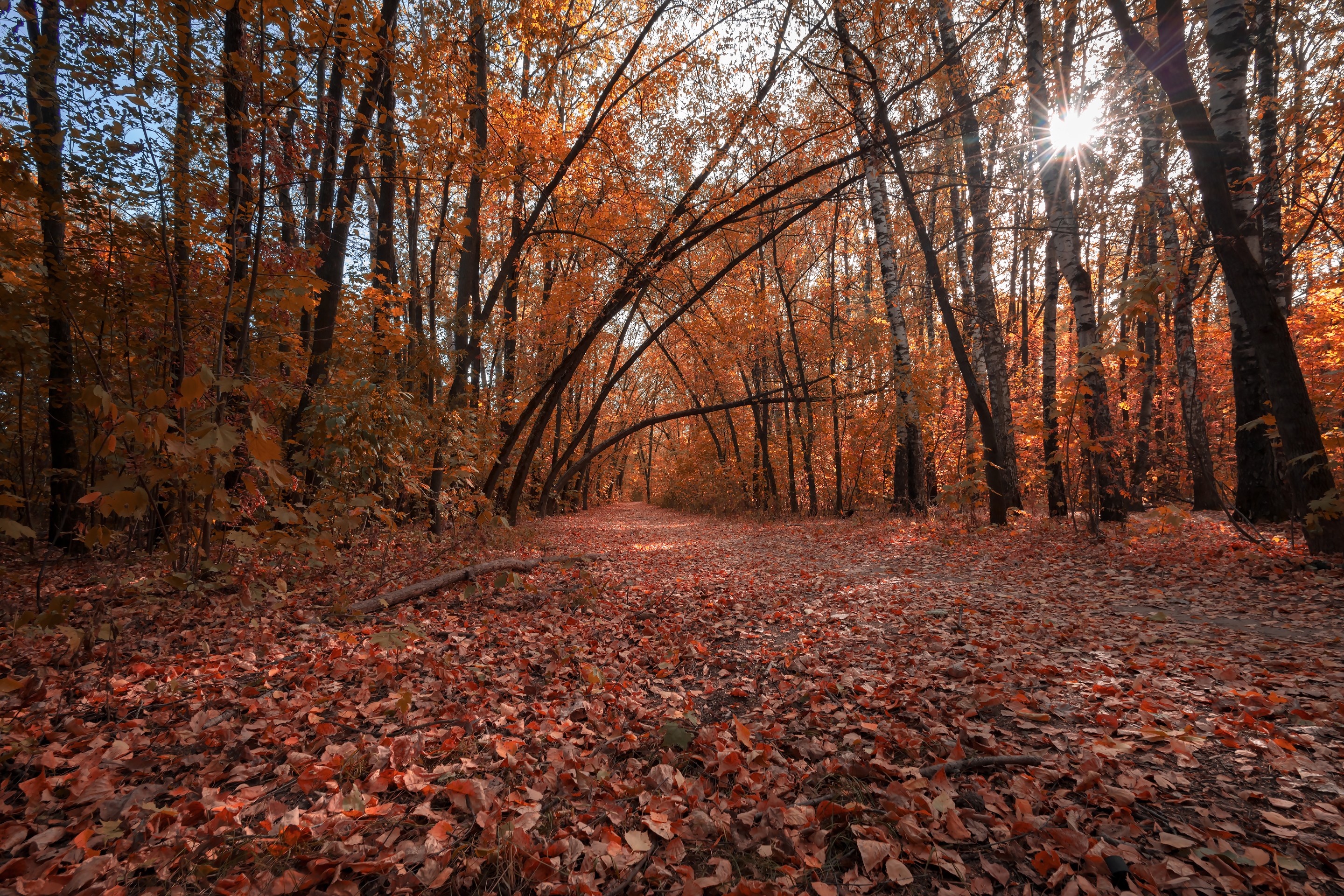 Sunny fall landscape