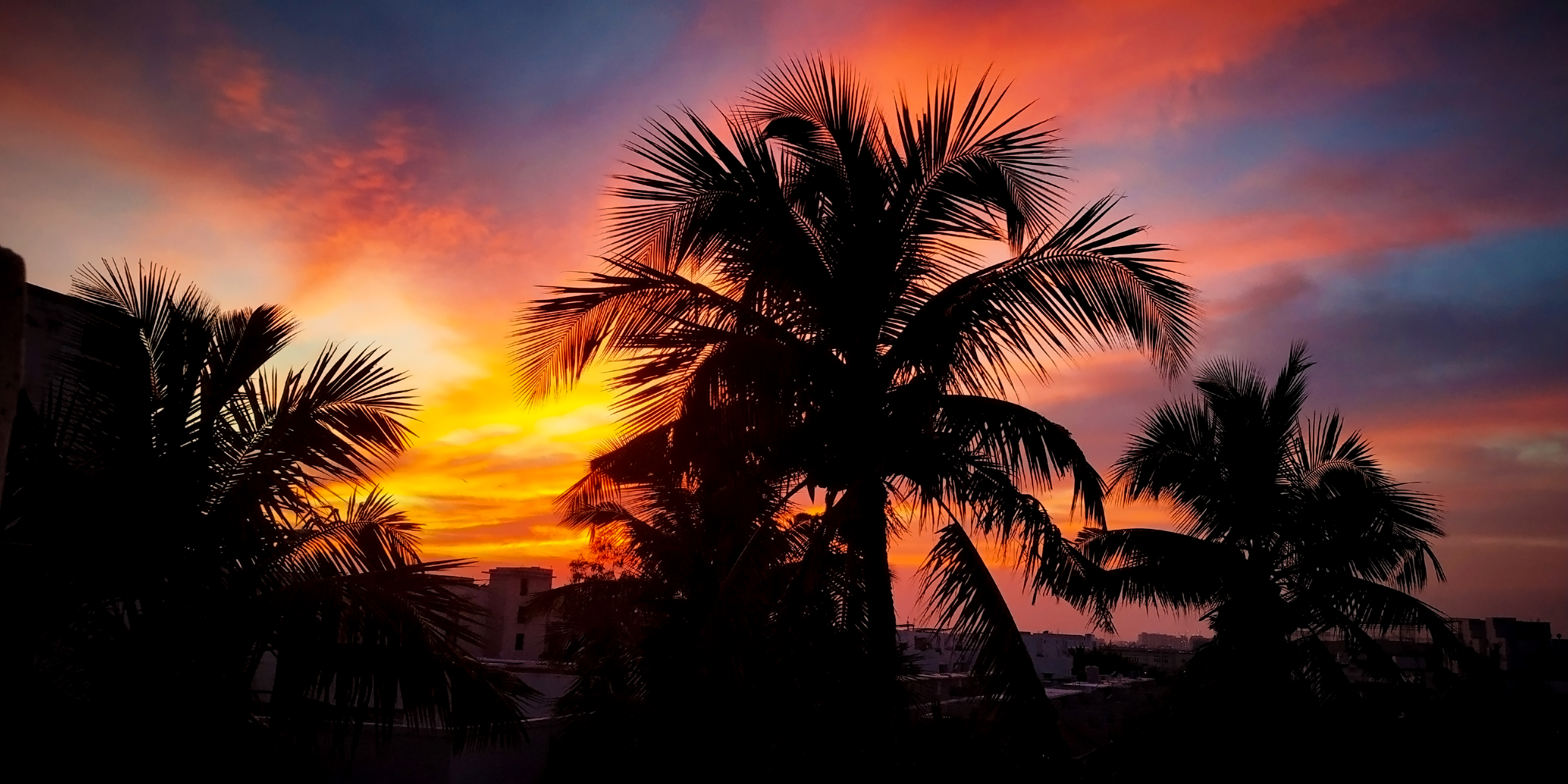 Wallpapers palm tree silhouette light on the desktop