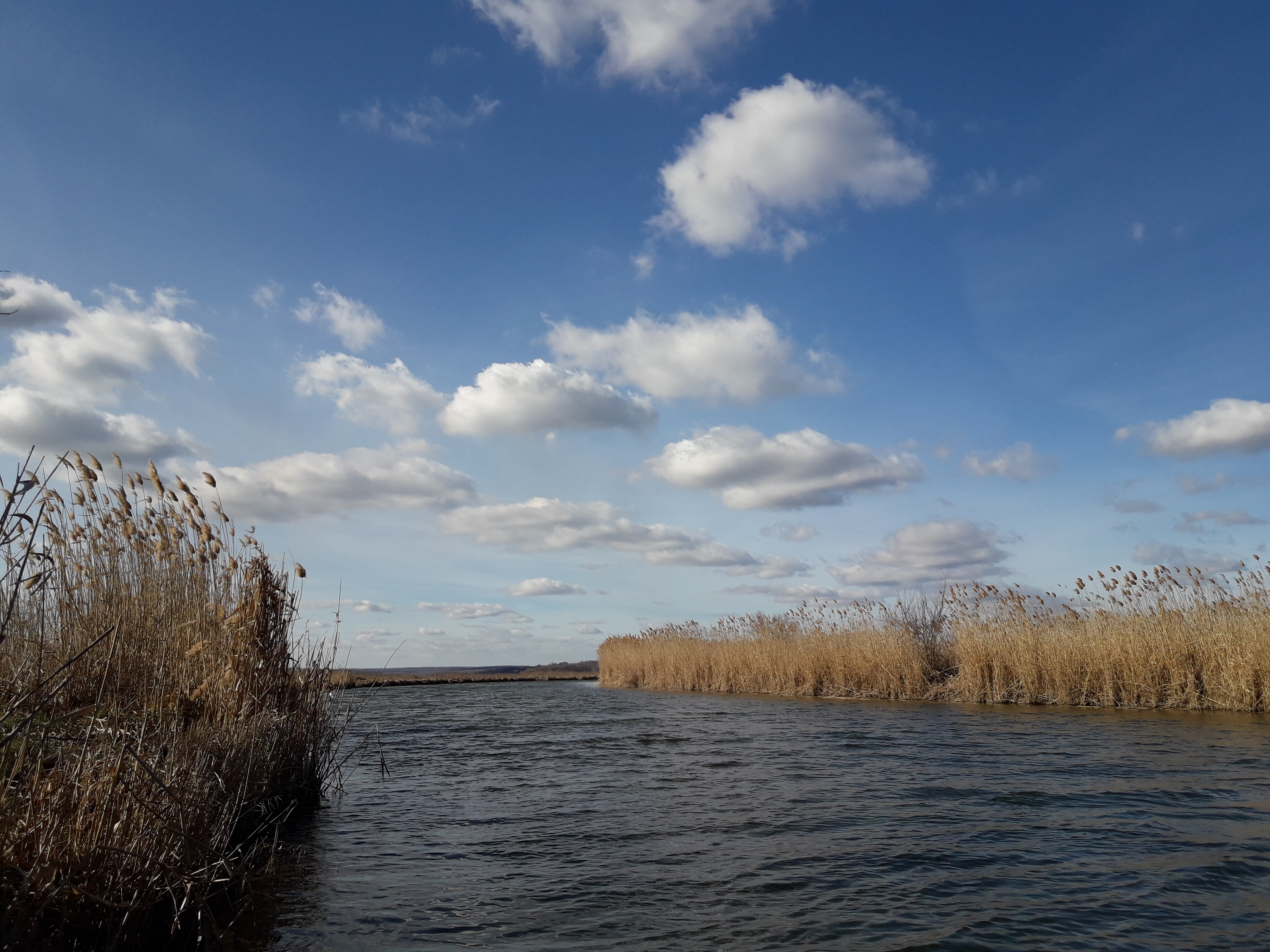 Free photo A creek in the reeds