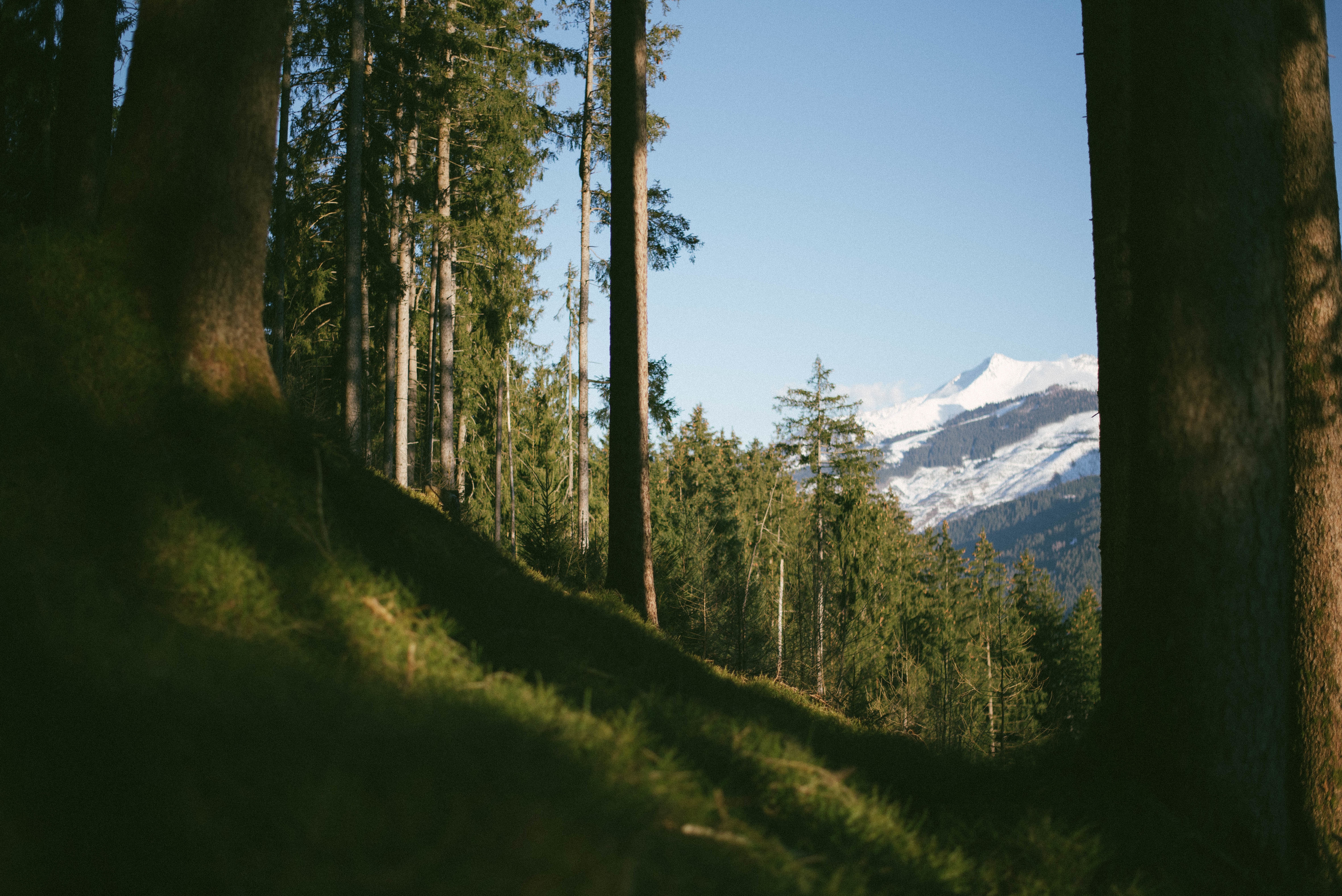 Free photo Old tall trees growing on the mountainside