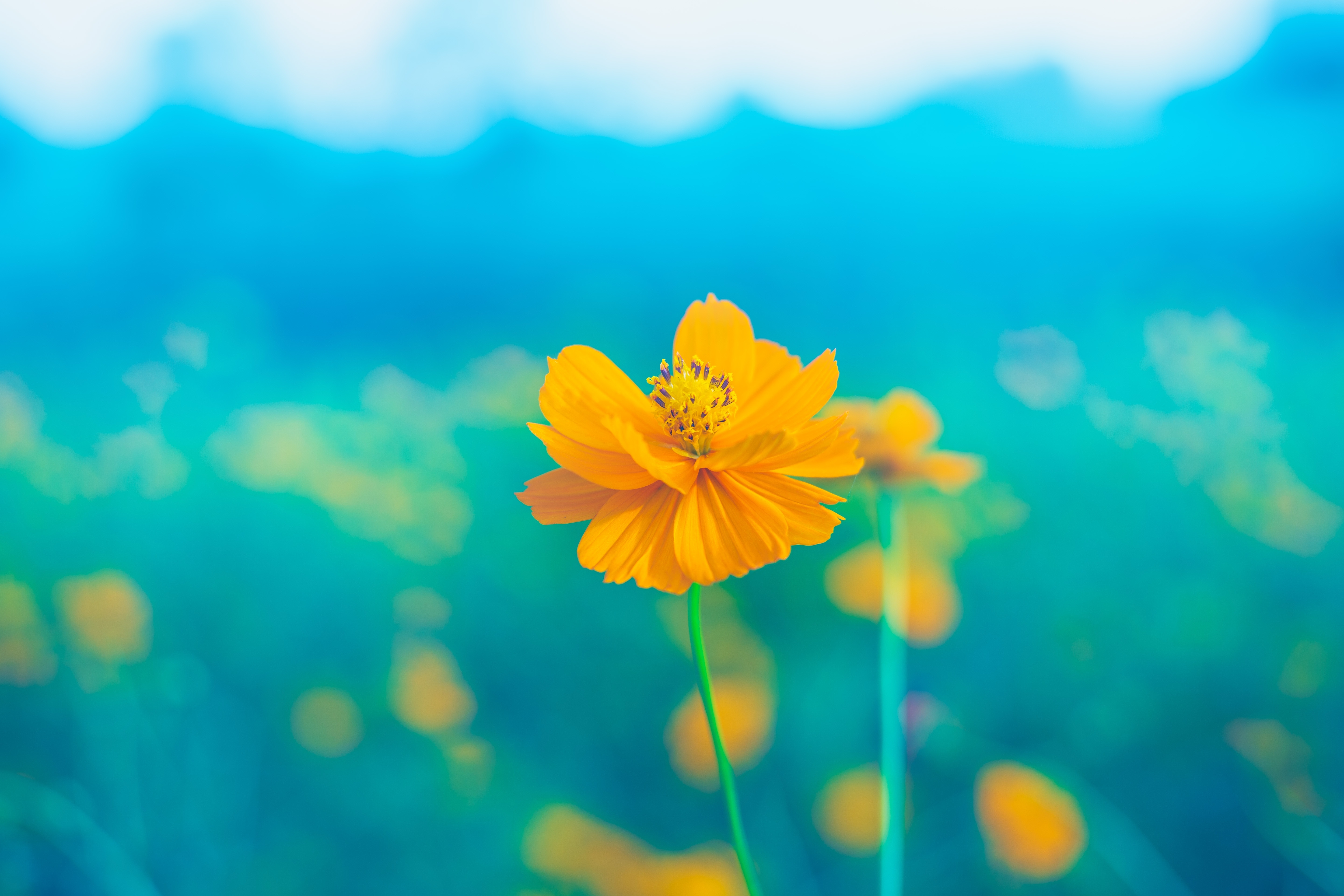 Free photo Yellow flowers in the field