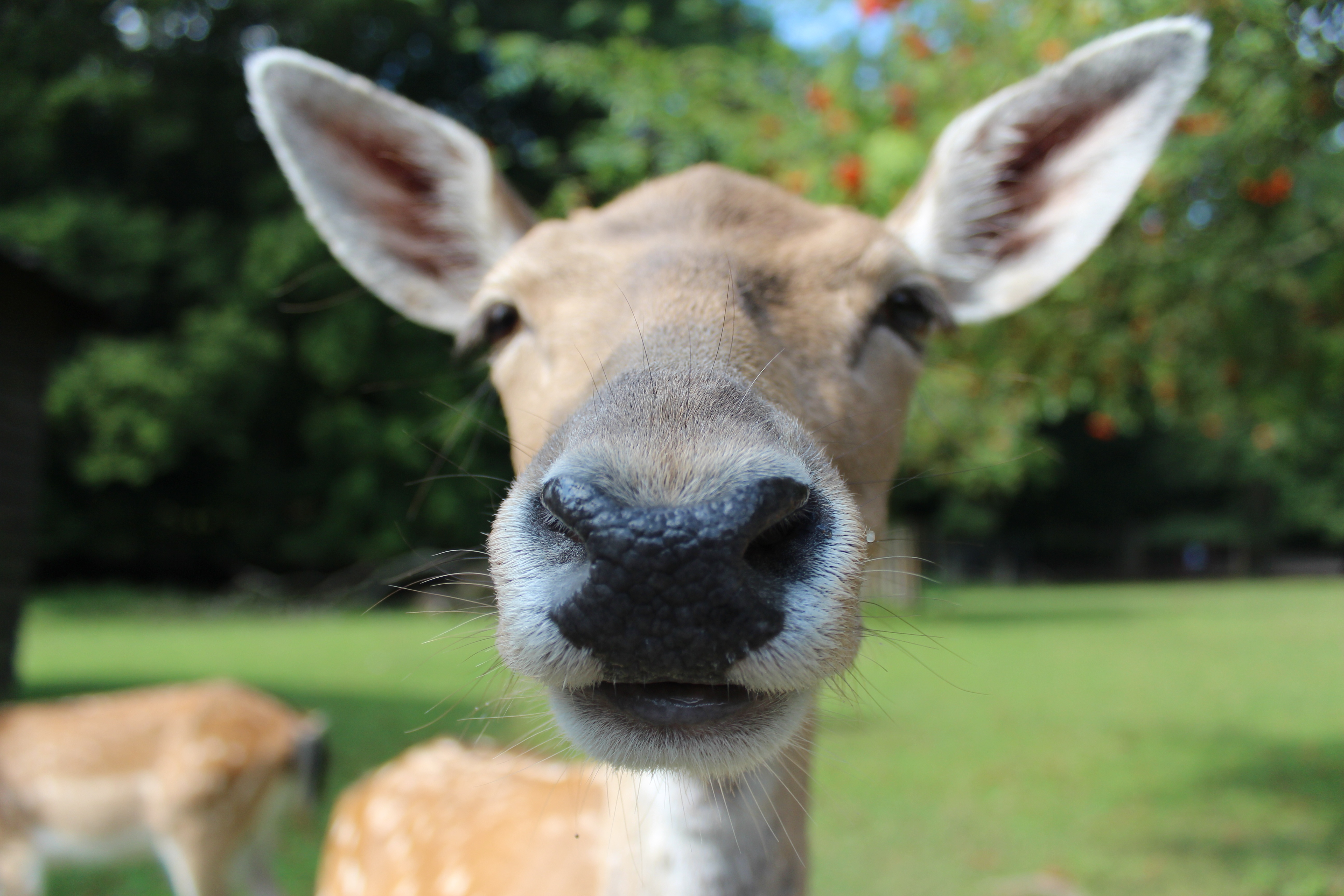 Wallpapers animal mammal deer on the desktop