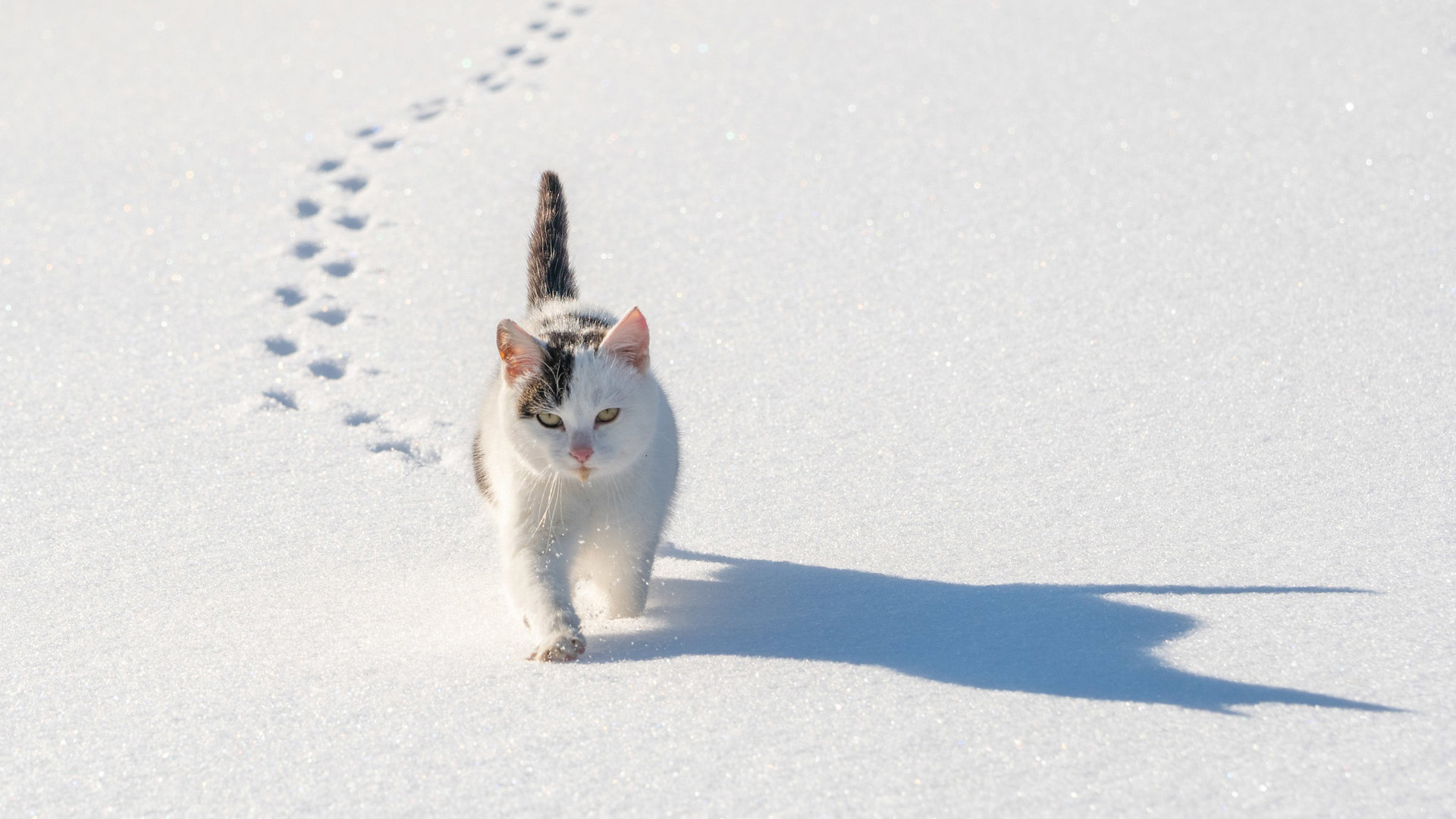 A cat walks in the snow and leaves his footprints on it