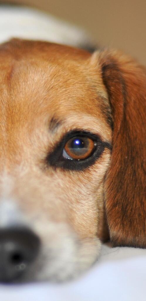 Бесплатное фото Лежит грустная собака